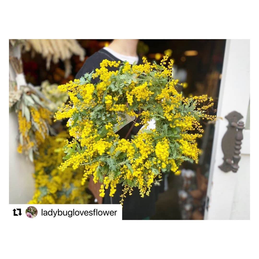 笹峯愛さんのインスタグラム写真 - (笹峯愛Instagram)「お花を飾る為に アレコレする作業は、気持ちが穏やかになります。  意味や歴史を知ると 更に想いが加わりますね。  #Repost @ladybuglovesflower with @make_repost ・・・ 3月8日　火曜日  今日はミモザの日 International Women’s Day（国際女性デー)  イタリアで3月8日にミモザを 贈る習慣が始まったのは、 第2次世界大戦終戦直後の 1946年から！！！ 今年は本当に意味のある ミモザの日になりそうです  ミモザの花言葉は 「安全（セキュリティー）」、そして「愛」  鮮やかな黄色い花の色は 明るい太陽をイメージさせ、 厳しい冬の寒さに耐えてきた人々の心を明るく照らす 「冬の太陽」として 昔から大切にされてきました  同時にミモザは 「優しさ」そして「友情」を 象徴する花としても広まり 大切な人への愛と友情の印に ミモザの花を贈ります  今年はプリプリのミモザを たくさんたくさん仕入れました  そしてこの売上の一部を ウクライナ人道支援の為に 募金させて頂きたいと思います  世界に平和を！！！  #нетвойне  #internationalwomensday  #mimosa #mimosaflower  #ミモザ　#ミモザリース  #ミモザアカシア  #ミモザの日  #ミモザの花  #平和　#stopwar  #渋谷花屋　#奥渋谷 #渋谷ミモザ　#渋谷」3月8日 11時18分 - mineco.m