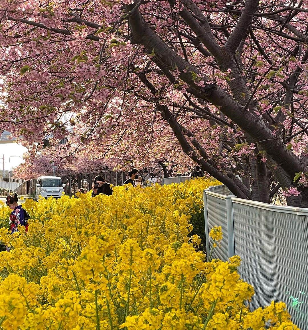 ピーターさんのインスタグラム写真 - (ピーターInstagram)「ご近所さんと､  三浦海岸駅の線路沿いに､ 菜の花と河津桜の競演を観てきました‼️❤️❤️❤️❤️  何百メートルも続く並木道、、、  思ったほど混み合ってなくて、撮影もスムーズでしたね。  マニアの方は、陸橋の上から、京急電車とのコラボを狙ってましたね❤️  　　もう春は、すぐそこまで来てます…。  　　　慎之介拝  #ピーター #池畑慎之介 #三浦海岸  #線路沿い  #河津桜  #菜の花  #素敵なコラボ  #もうすぐ春」3月8日 12時27分 - oziba1952