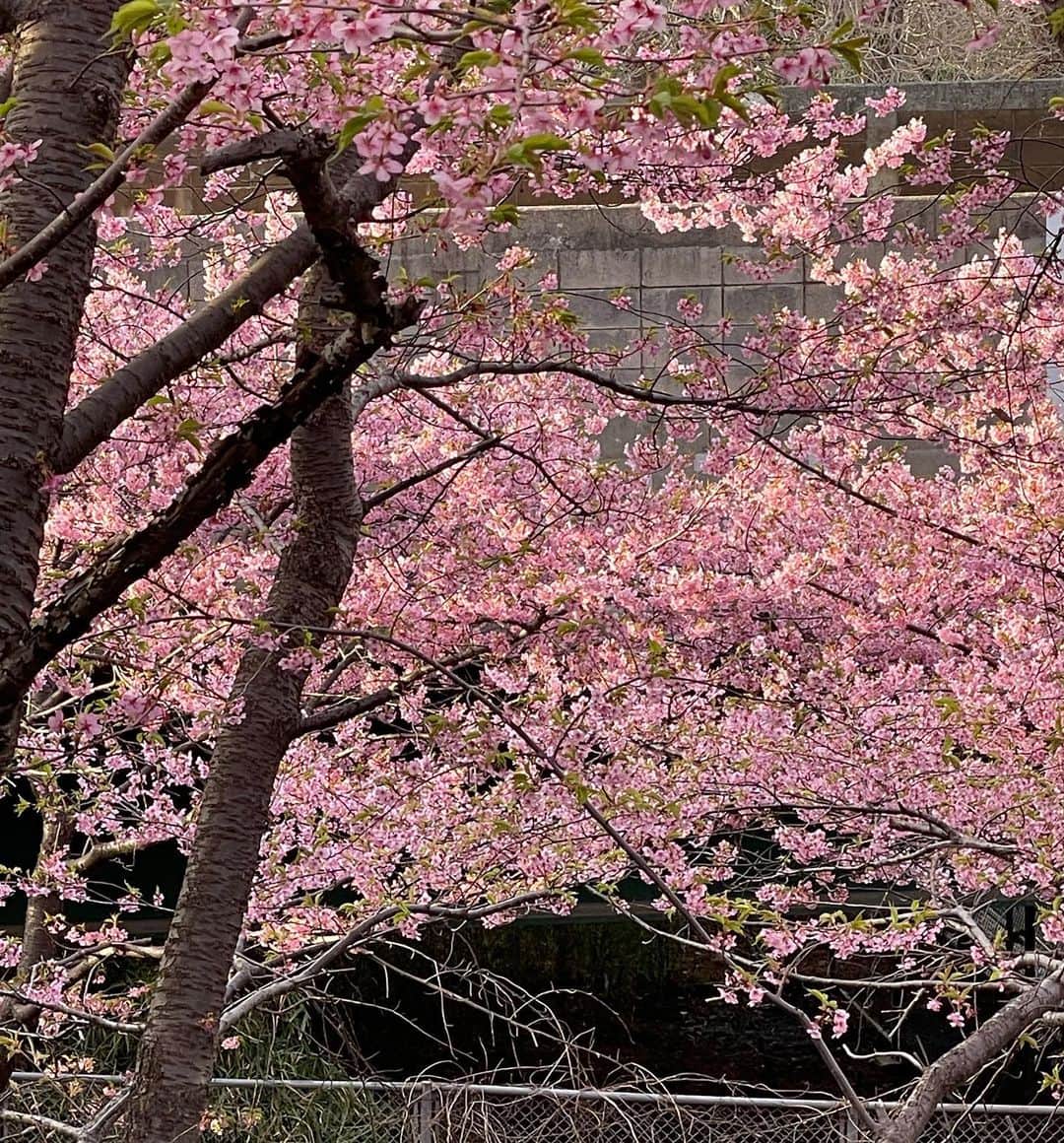 ピーターさんのインスタグラム写真 - (ピーターInstagram)「ご近所さんと､  三浦海岸駅の線路沿いに､ 菜の花と河津桜の競演を観てきました‼️❤️❤️❤️❤️  何百メートルも続く並木道、、、  思ったほど混み合ってなくて、撮影もスムーズでしたね。  マニアの方は、陸橋の上から、京急電車とのコラボを狙ってましたね❤️  　　もう春は、すぐそこまで来てます…。  　　　慎之介拝  #ピーター #池畑慎之介 #三浦海岸  #線路沿い  #河津桜  #菜の花  #素敵なコラボ  #もうすぐ春」3月8日 12時27分 - oziba1952