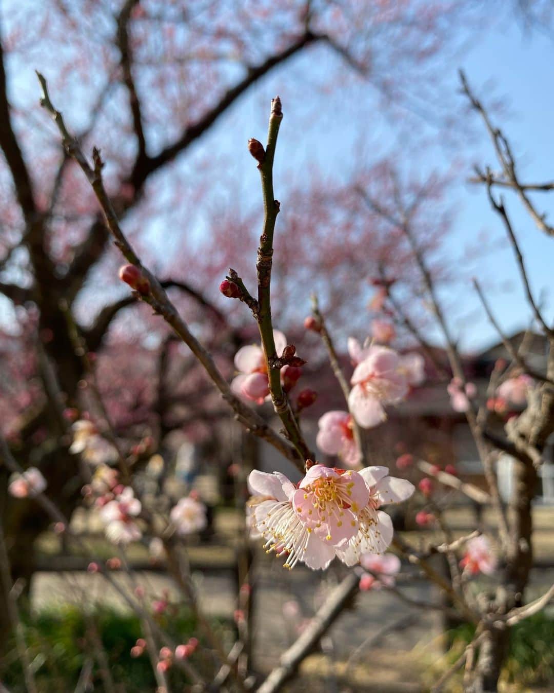 小室ゆらさんのインスタグラム写真 - (小室ゆらInstagram)「⌇𝙖𝙣𝙨𝙬𝙚𝙧 ⁡ ⁡ 正解は… 梅を見に行った！でした ❁⃘ ⁡ 河津桜って書いてくれてる方もいて、 あ~！そっちも行きたい😂と うずうず…。 ⁡ 来月には桜ですね！待ち遠しい(՞ . .՞)" ⁡ ⁡ 母に写真をお願いしたら 何を思ったかめちゃくちゃ顔に寄られてた🥺笑 ⁡ ⁡ #越生梅林 #梅 #梅の花 #iPhoneポートレート #春 ⁡ ⁡ .」3月8日 19時05分 - komuro_yura_official