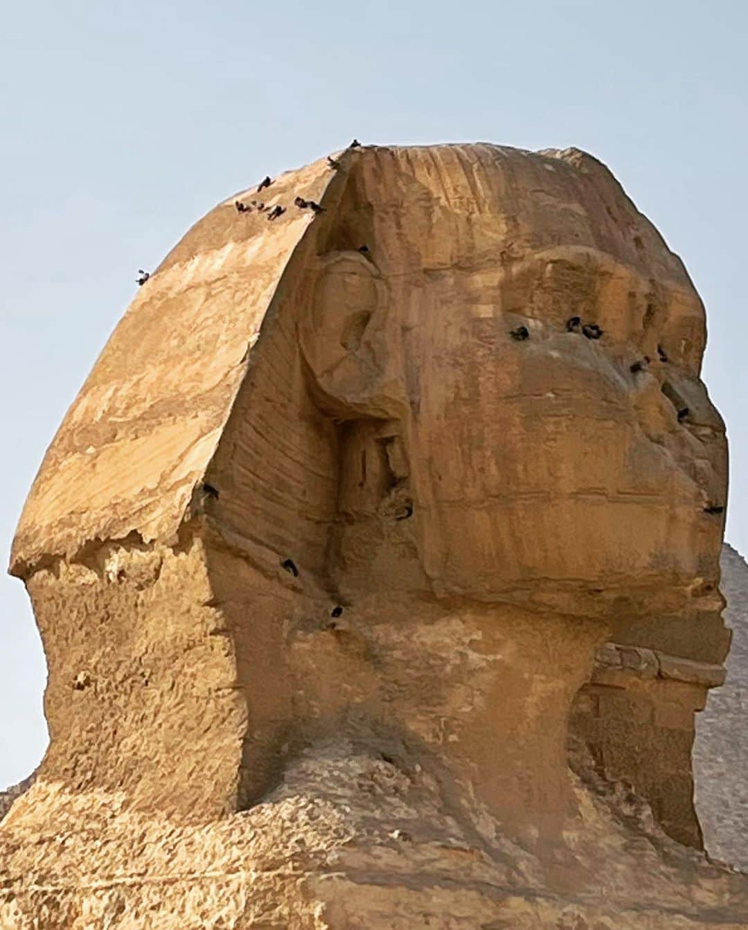 VIENNAさんのインスタグラム写真 - (VIENNAInstagram)「Great Sphinx of GIZA🗿 写真でしか見たことない風景...本当に来れると思わんくて感動した。 と思ったら鳥多くね？ʬʬʬʬʬʬʬʬʬ  動画は今編集中だから 楽しみにしててね♪  #Travel #Egypt」3月8日 23時00分 - viennadoll_official