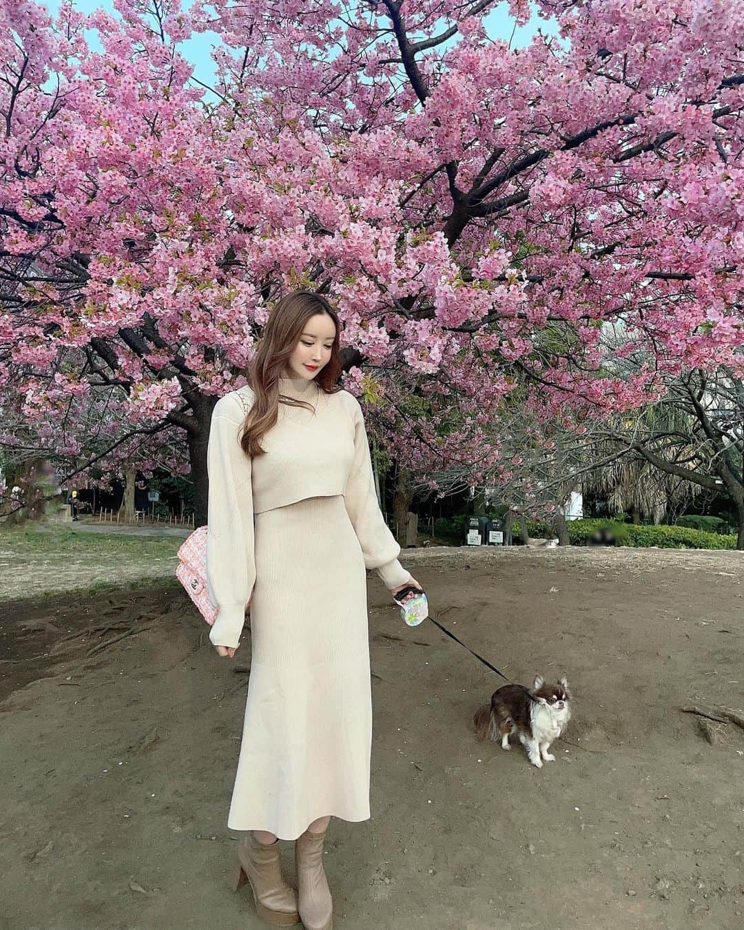 蘭子さんのインスタグラム写真 - (蘭子Instagram)「西郷山公園の桜が満開ということで のりおと見に行きました💕 . もう春はそこまで🌸 . Setup: @royalparty_official  Bag: @chanelofficial  . . . #桜#西郷山公園#目黒#東京観光#お花見#お花見コーデ#犬バカ部#犬のいる暮らし#犬好きな人と繋がりたい#犬スタグラム#チワワ#チワワ部#ロンチー#チョコタンチワワ#国内旅行#タビジョ#映えスポット#映え写真#映え旅」3月10日 18時35分 - xx_ranko_xx