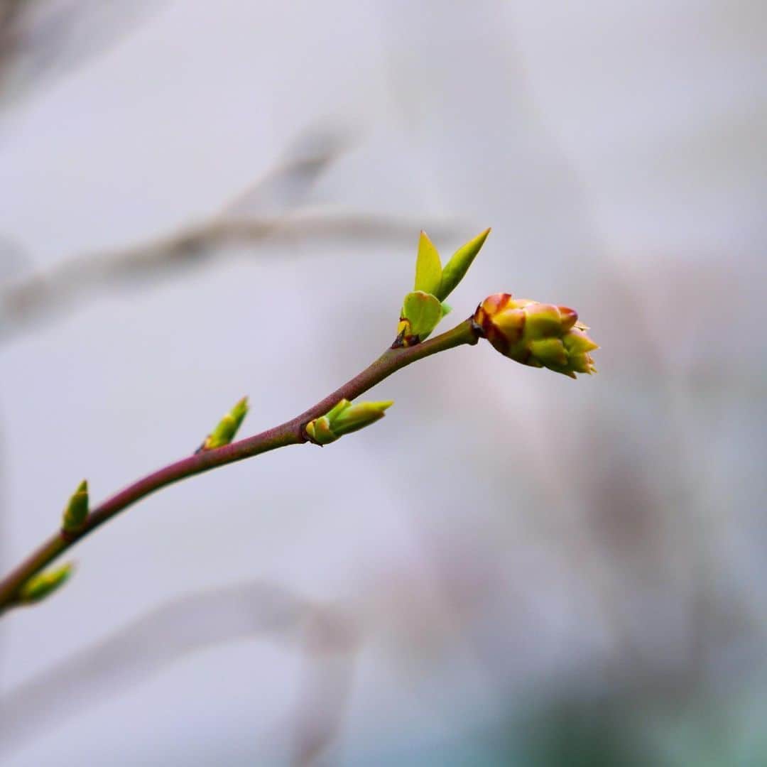 坂崎幸之助さんのインスタグラム写真 - (坂崎幸之助Instagram)「我が家のベランダにも春の足音が🌸 第一弾はチェリーとベリーの花🤩  #春 #春はもうすぐ #ベランダ #花　#さくらんぼ #ジューンベリー #ブルーベリー #SIGMAfpL #65mmf2 #備えよ常に」3月11日 14時35分 - kohnosukesakazaki