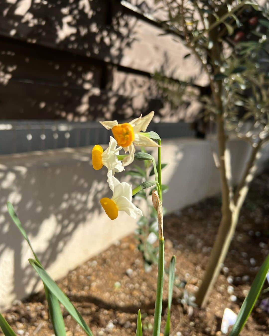 田中麗奈さんのインスタグラム写真 - (田中麗奈Instagram)「温かくなりました。 ちび子はお庭に出て「レモンさーん気持ちいいかーい！」と声をかけていました。笑。 そして何故か自己紹介、「アタシ〇〇、あなたは？」と尋ねていました。笑。😆😂  去年10月に植えた花達が咲き始めています。 アネモネは、初めて植えてみたのですがやっぱり可愛ですね。どんどん葉が横に広がって、沢山蕾を付けてくれました。  ヒヤシンスは、一昨年植えて咲き終わった球根を保管していたのを植えてみたらこんなに綺麗に咲いてくれました。  チューリップは、今回40個くらいせっせと球根を植えたので どうなるか楽しみです。  そしてまだまだ、種を蒔いていた花達が無事に顔を出してくれるか気になるところ。  お花は心が癒されます。」3月11日 16時12分 - renatanaka07