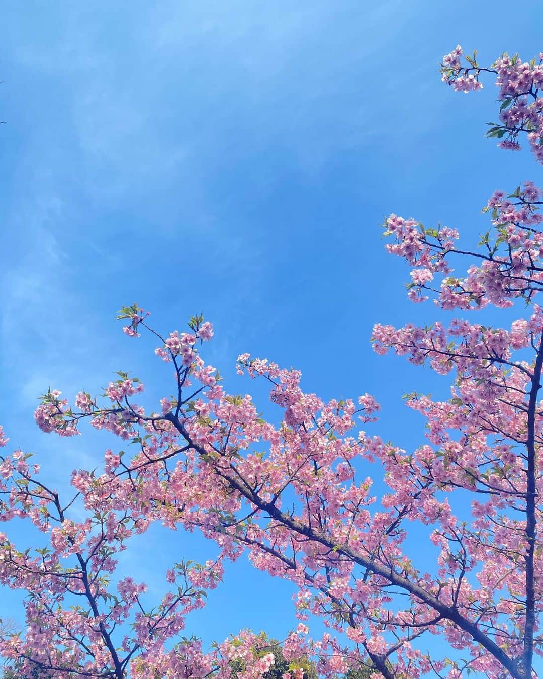 道岡桃子さんのインスタグラム写真 - (道岡桃子Instagram)「🌸🌸🌸  あまりの美しさに 夢中で撮ってしまいました✨  キャメラマン桃🍑📷  小さい子もシャッター押しててなんとも平和な空間でした😊  #桜 #お花見 #春  #cherryblossom #桃 #sakura #spring  #japan #japanese  #japaneseculture」3月12日 10時56分 - momoko_ana