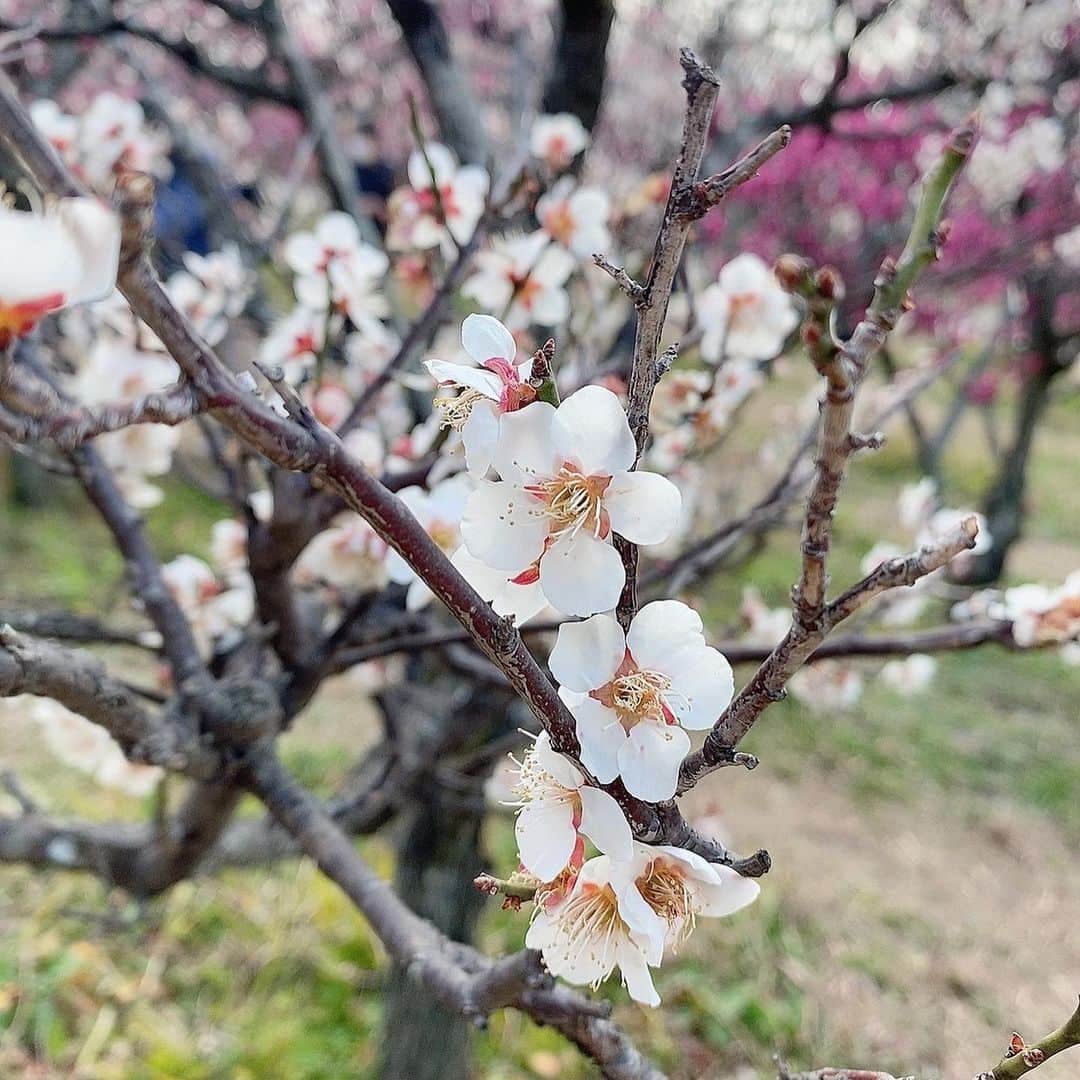 澤野井香里さんのインスタグラム写真 - (澤野井香里Instagram)「コートもいらないくらい暖かくてポカポカ陽気☀️だったので#梅小路公園 へ(*´꒳`*)  春の訪れを告げる梅の花🌸が蕾からポツポツ開いてきていてピンクに白に綺麗だった〜💕 そして、とってもいい香りが😍  公園で遊んだり、電車🚃追いかけたり、桃太郎の貨物列車がたくさん走ってたな〜🍑✨　子供達は梅より電車💨  気付くと#京都水族館 の閉園時間で『イルカ🐬見たかったー😭』とMが泣き崩れた😂 またゆっくり来ようねー💕  #ks_22✨ #ks_kyoto✨ #3歳 #3歳女の子 #ベビフル #ママリ #コドモノ #女の子ママ #男の子ママ　#ママライフ  #春の訪れ #梅の花 #京都 #梅小路公園 #お花見 #🌸 #電車好き #子鉄 #👦🏻👧🏻 #S⭐️_ #M🍒_  #s⭐️m🍒」3月13日 9時48分 - kaori_sawanoi