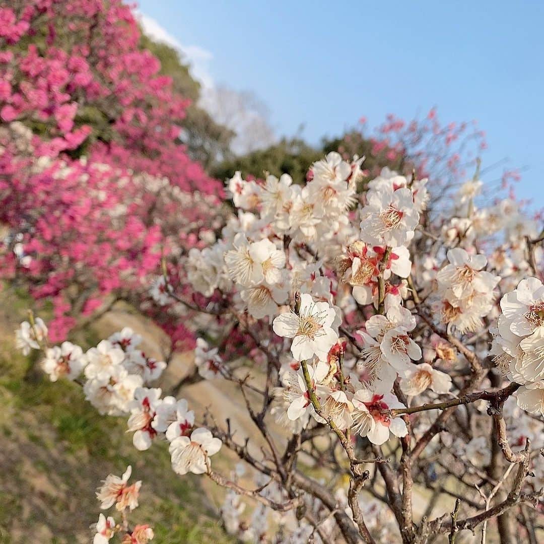 澤野井香里さんのインスタグラム写真 - (澤野井香里Instagram)「コートもいらないくらい暖かくてポカポカ陽気☀️だったので#梅小路公園 へ(*´꒳`*)  春の訪れを告げる梅の花🌸が蕾からポツポツ開いてきていてピンクに白に綺麗だった〜💕 そして、とってもいい香りが😍  公園で遊んだり、電車🚃追いかけたり、桃太郎の貨物列車がたくさん走ってたな〜🍑✨　子供達は梅より電車💨  気付くと#京都水族館 の閉園時間で『イルカ🐬見たかったー😭』とMが泣き崩れた😂 またゆっくり来ようねー💕  #ks_22✨ #ks_kyoto✨ #3歳 #3歳女の子 #ベビフル #ママリ #コドモノ #女の子ママ #男の子ママ　#ママライフ  #春の訪れ #梅の花 #京都 #梅小路公園 #お花見 #🌸 #電車好き #子鉄 #👦🏻👧🏻 #S⭐️_ #M🍒_  #s⭐️m🍒」3月13日 9時48分 - kaori_sawanoi
