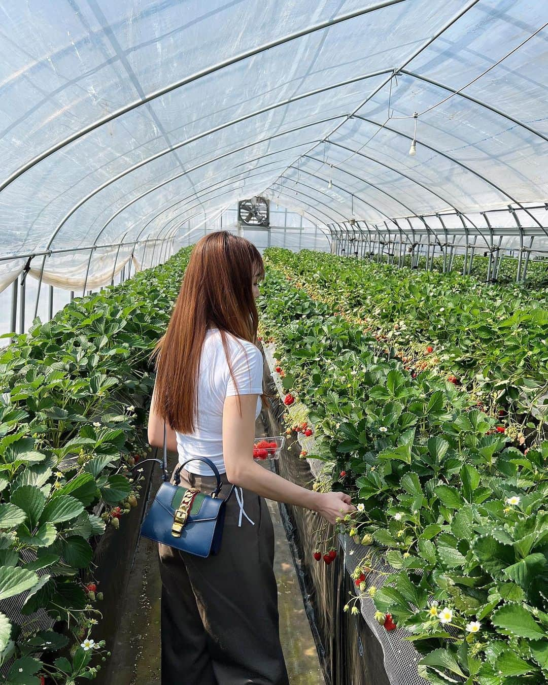 佐野真彩さんのインスタグラム写真 - (佐野真彩Instagram)「いちご狩りへいってきました🍓実は初めて...🤫 種類も豊富で美味しいし、珍しいワーゲンバスにも乗せていただき、よく遊んだ1日に🚌 苺は3ターンおかわり😋お土産も購入し、今日も苺づくしで幸せ。  ...沢ちゃんは昨日も可愛かった👼  🍓 @koyasu15_  👖 @emoda_official   #小安いちご園  #小安苺園　#千葉いちご狩り  #emodaコーデ #emoda #ワーゲンバス」3月13日 11時49分 - sano.maya