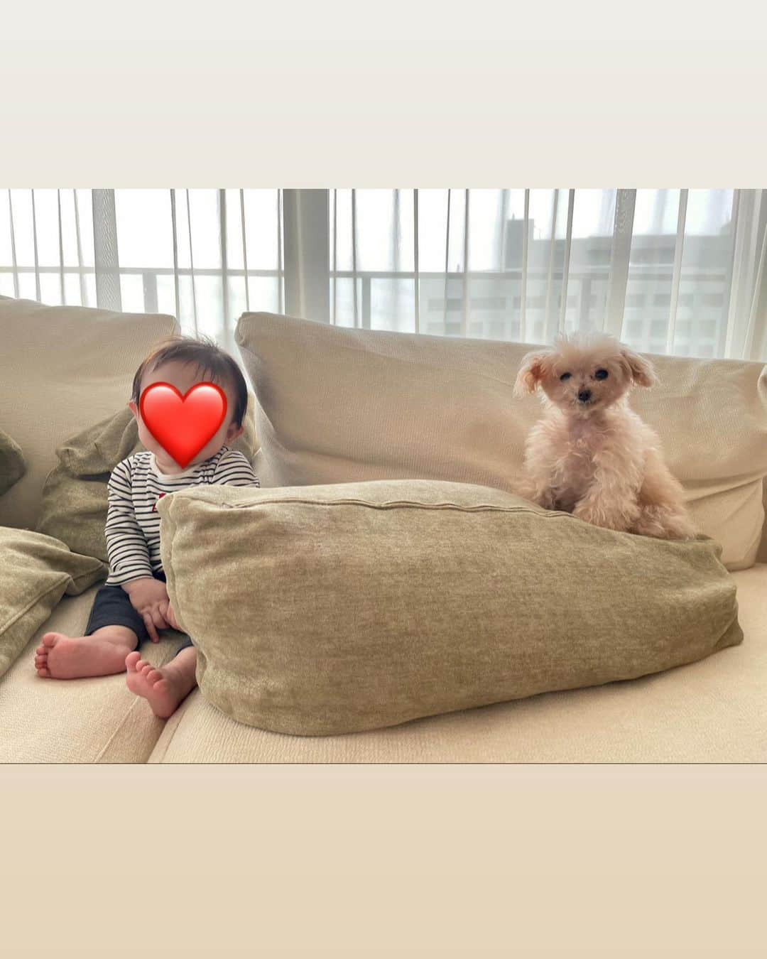 渡辺舞さんのインスタグラム写真 - (渡辺舞Instagram)「息子と愛犬クッパ🌸  好奇心旺盛な半年8kgの息子と気の弱い優しい性格の10歳1.4kgのクッパは関係性が垣間見えますが（2枚目以降😂）  最近はクッパを見つけるとにっこり笑ったり、触ろうとしたりして興味津々な姿がまた嬉しい✨クッパも息子の存在をしっかり理解して穏やかに接してくれます☺️将来は強力なバディになるといいね。」3月13日 16時09分 - maipu0125