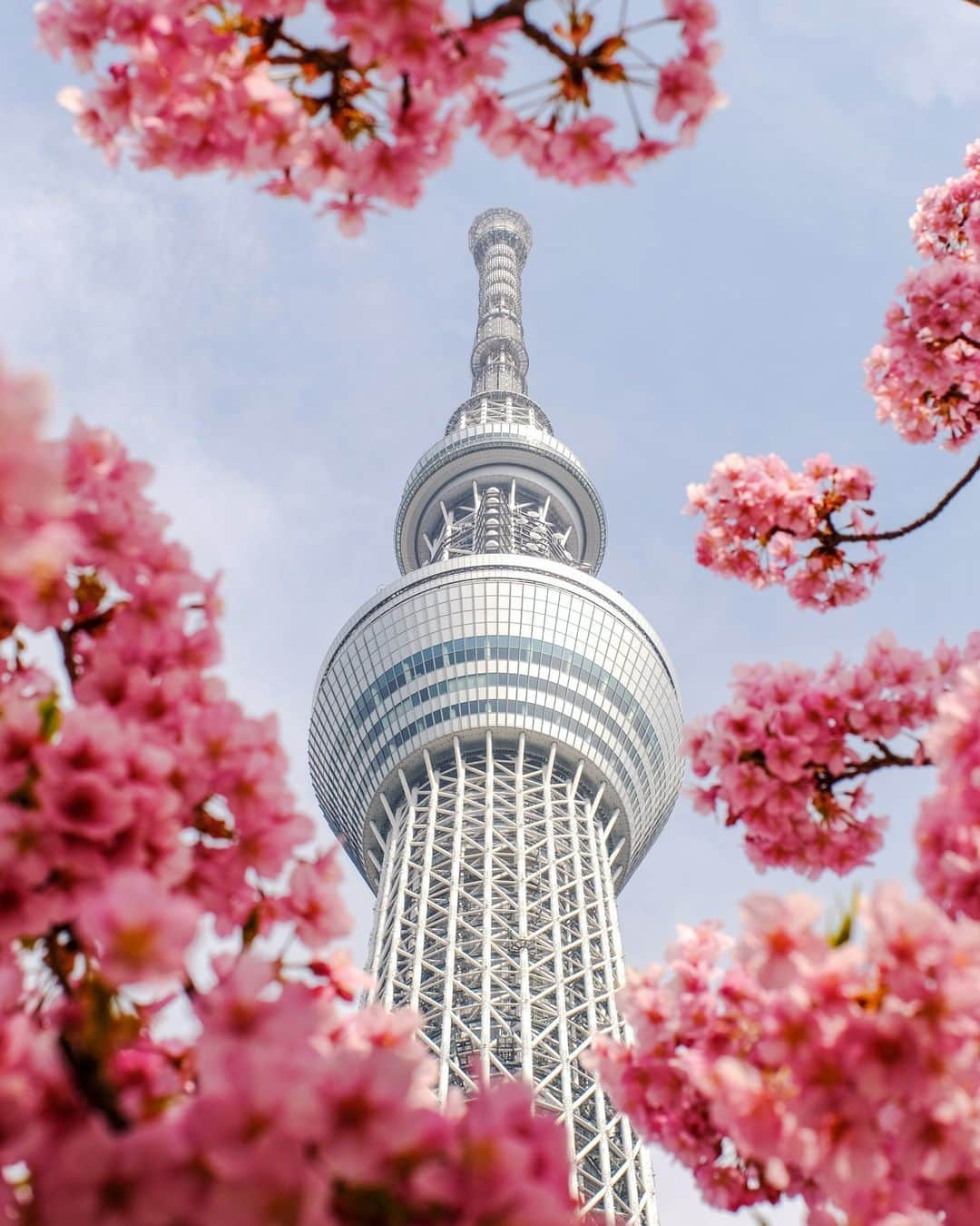 SHOCK EYEさんのインスタグラム写真 - (SHOCK EYEInstagram)「スカイツリーも春の装い🌸✨  #スカイツリー #skytree #tokyo #japantravel #japantrip #fujifilm #gfx100s #xs10 #beautifuldestinations #discoverjapan #discoverearth #voyaged #awesome_photographers #IamATraveler #wonderful_places #japanphoto #japanphotography #japan_of_insta #livingonearth #theglobewanderer」3月13日 16時13分 - shockeye_official