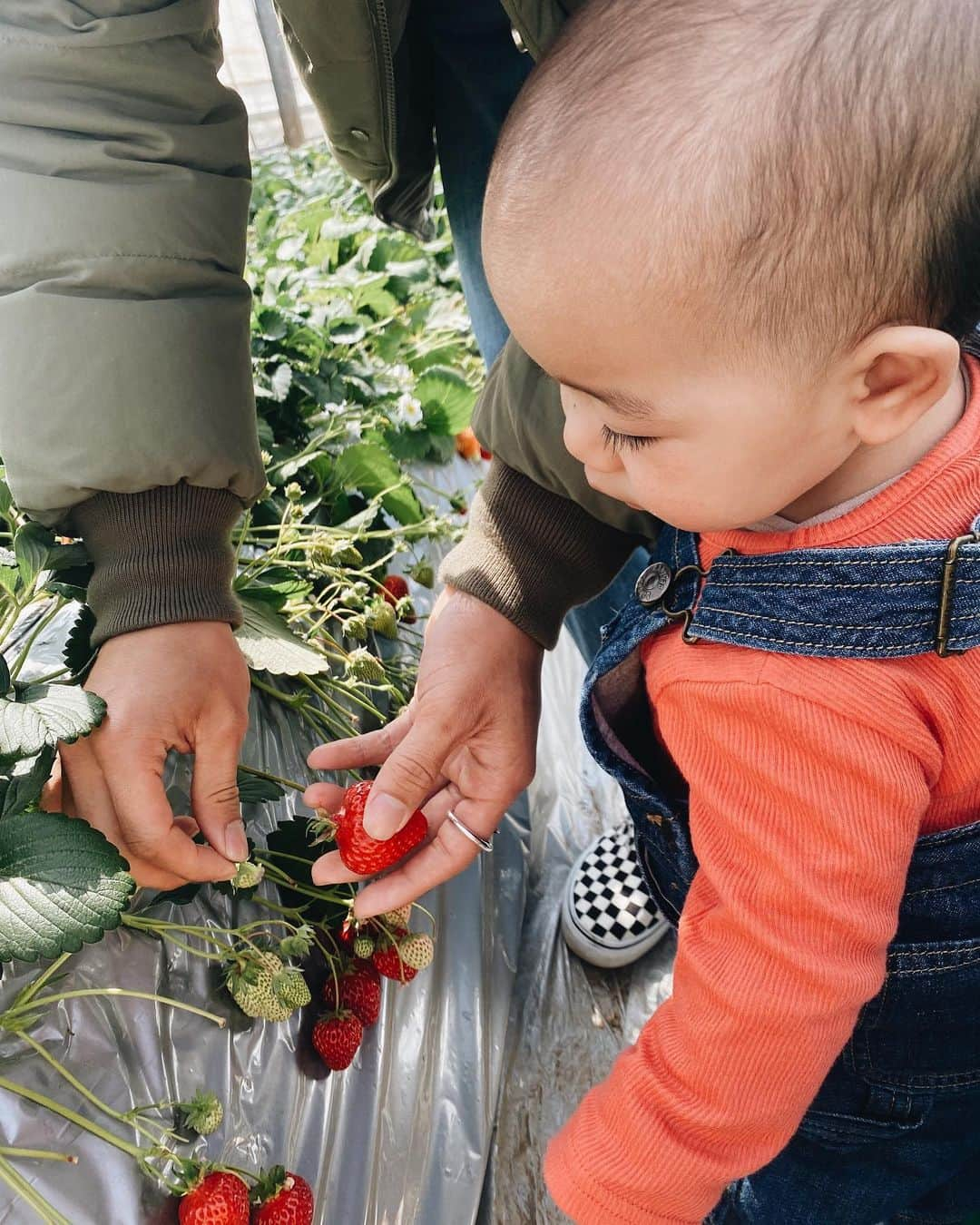 杉本美穂さんのインスタグラム写真 - (杉本美穂Instagram)「初めてのいちご狩り🍓 #1stbirthday」3月13日 19時23分 - sgmt_miho