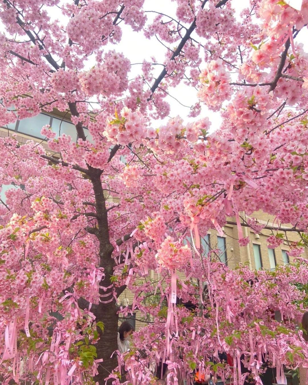 RENAさんのインスタグラム写真 - (RENAInstagram)「行きたかった #桜神宮 行けた🥰🌸✨  ピンクで可愛かった💗💗 ・ #cyberjapan #サイバージャパン」3月13日 20時50分 - rei_burlesque