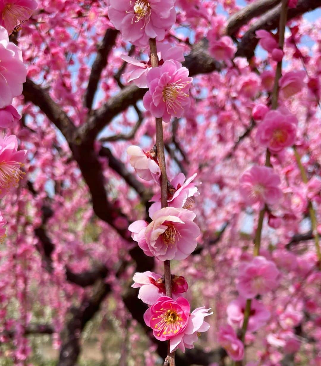倉地美晴さんのインスタグラム写真 - (倉地美晴Instagram)「・ 色とりどり、さまざまな花が咲く「春」。 春の絶対王者、桜の影に隠れてなかなか注目されないけど 今だけは「梅」が主役。  #しだれ梅 #梅 #うめ #spring #springbreak #春」3月14日 10時05分 - miharu_kurachi