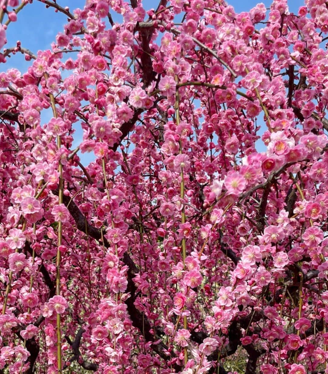 倉地美晴さんのインスタグラム写真 - (倉地美晴Instagram)「・ 色とりどり、さまざまな花が咲く「春」。 春の絶対王者、桜の影に隠れてなかなか注目されないけど 今だけは「梅」が主役。  #しだれ梅 #梅 #うめ #spring #springbreak #春」3月14日 10時05分 - miharu_kurachi
