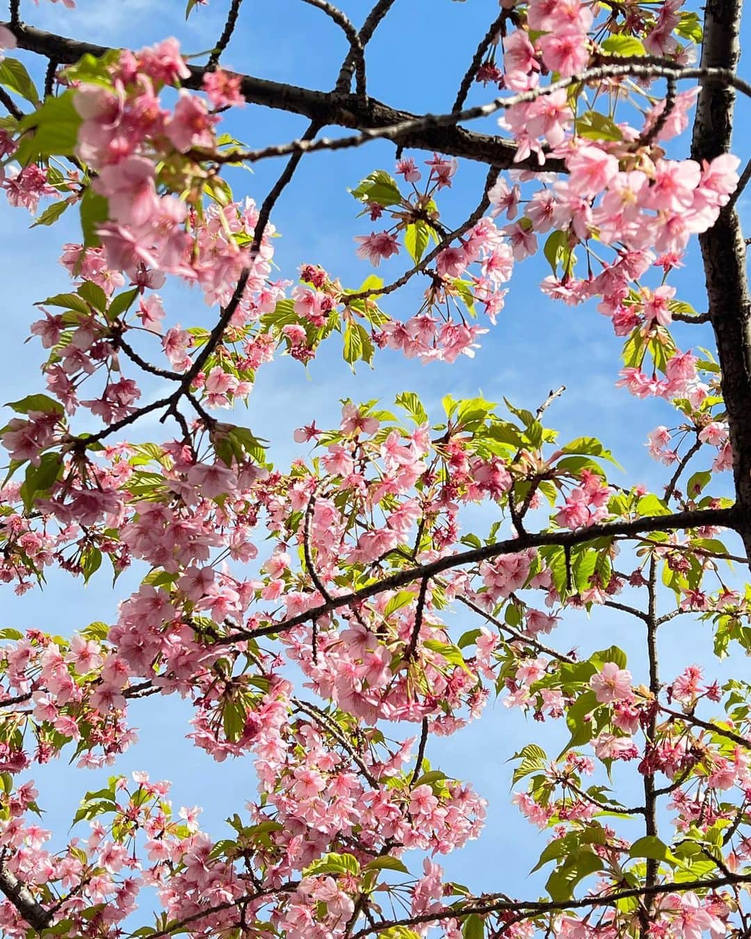 白石小百合さんのインスタグラム写真 - (白石小百合Instagram)「今日はテラスでミーティングしてます🌸 春ですねえ〜ほんと暖かいから半袖で☺️ そろそろ二の腕が気になる季節が到来🐡  #springhascome #meetingmonday #thephotooftoday #terrace #terracegarden #springvibes #tokyo #japan #最近バタバタなんです #白石働いてるんです #一歩一歩 #Whitte #採用募集中です #ホームページに詳細あります #皆さんいつもありがとうございます #突然の感謝の言葉」3月14日 16時31分 - sayurishirais