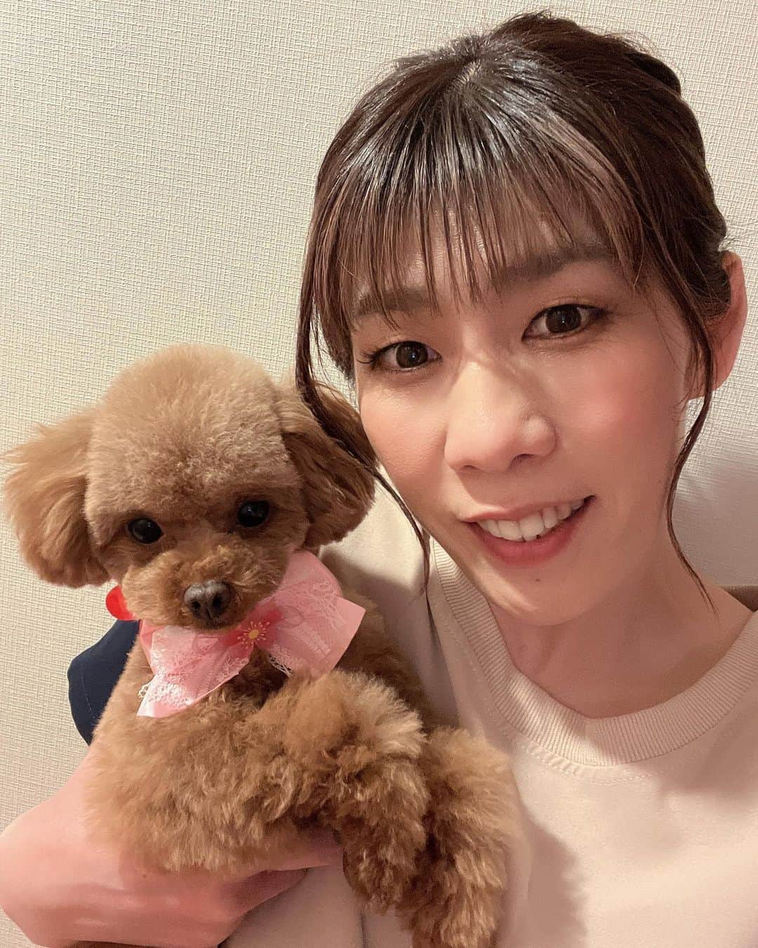 吉田沙保里さんのインスタグラム写真 - (吉田沙保里Instagram)「トリミングしてもらったよー🐶 リボンも付けてもらってカワイイ❤️ 2枚目は顔にパンチしてきた写真👊 3枚目はスローで撮影した動画😊 歩き方や最後の顔や首も長くてアルパカみたい🦙😆  #リリー #トイプードル #女の子 #1900g」3月14日 21時41分 - saori___yoshida