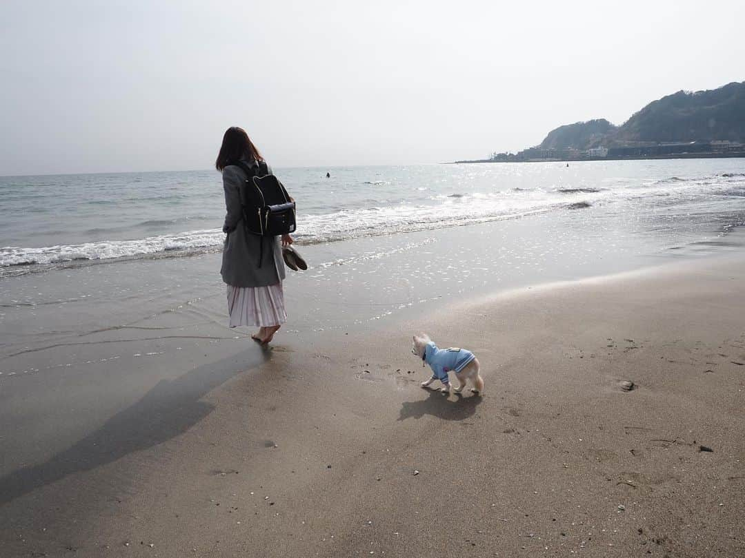 下村彩里さんのインスタグラム写真 - (下村彩里Instagram)「今日も過ごしやすい天気☀️  日中は海に行きたくなるような暖かさでした🏄‍♂️  #先日 #キトリ 🐶と　 #浜辺 を #お散歩 した時の #写真 #キトリは #水に浸かって #ちょっと後悔をした模様  #下村彩里」3月15日 15時27分 - sairi.shimomura_ex