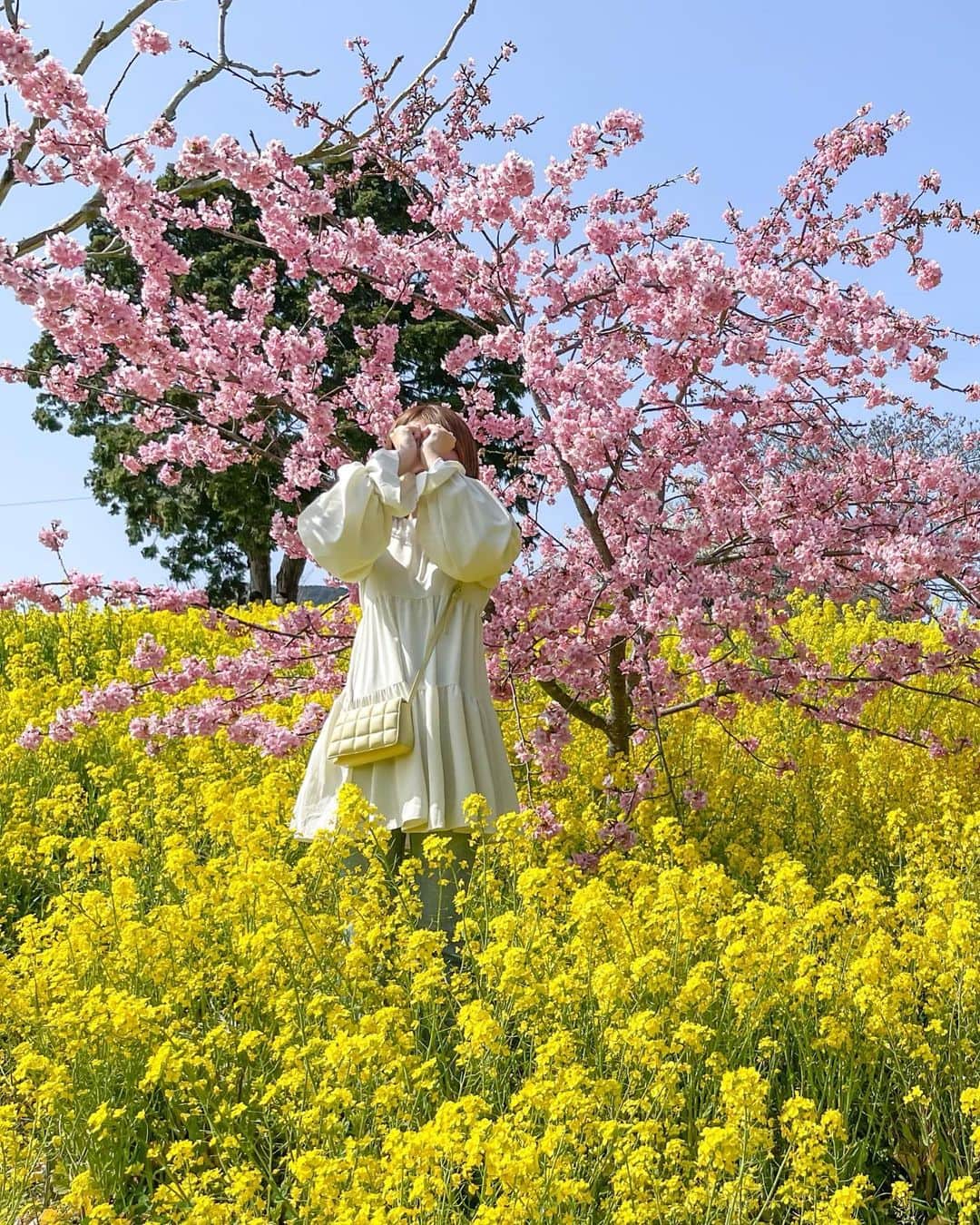 RIEさんのインスタグラム写真 - (RIEInstagram)「【 愛媛 / 犬寄峠の黄色い丘】 ✿ 終始感激が止まらなかったスポット ✿ 愛媛に来てみたら行ってみたかった 丘一面に菜の花が咲き誇る黄色い丘へ🌼 ⁡ 青空と菜の花、そして桜のコントラストが美しい空間。 高知からの運転疲れも吹き飛びました🚗 ⁡ 見た目以上にしっかり傾斜のある丘なので スニーカーなどで訪れることがおすすめ👟 ⁡ こんなに素敵な菜の花畑は初めてで🐝 無料で楽しめるなんて終始びっくりでした🍃 ⁡ 愛媛県へ訪れる予定がある人には 是非チェックしてみてください📝 ⁡ ⁡ ~~~~~~~~~~~~~~~~~~~~~~~~ ☑︎ 犬寄峠の黄色い丘 ☑︎ 愛媛県伊予市双海町上灘2058 ☑︎ 駐車場あり ~~~~~~~~~~~~~~~~~~~~~~~~ ⁡ ⁡ ⁡  #菜の花畑 #愛媛 #愛媛旅行 #愛媛観光 #佐礼谷黄色い丘 #犬寄峠の黄色い丘 #菜の花 #桜の花 #桜 #花畑 #お花畑 #ファインダー越しの私の世界 #キリトリセカイ #はなまっぷ #咲かせよう旅心 #ehime  #ehimeprefecture #japan_of_insta #photo_jpn #nipponpic #lovers_nippon #ig_japan #flower_the_vogel #rapeblossoms #cherryblossom」3月15日 19時32分 - rie_tabi