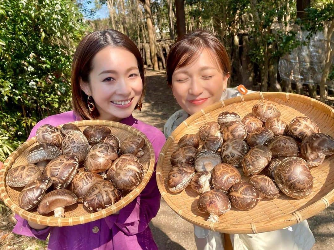 酒井瞳さんのインスタグラム写真 - (酒井瞳Instagram)「原木椎茸も大好きだけど  田中椎茸のお母さんも大好き❤✨  今まで沢山の美味しい料理を作ってくれる方たちに出会ってきたけど  皆さんの共通の想いは  "美味しい物を食べてもらいたい"  本当に皆さんこの想いが強くて、こだわって日々美味しいを追求してる🥺🔥  今回も原木椎茸の美味しさを沢山の方に知ってほしいというお母さんの想いがとっても強くて  私も心から応援したいって思ったよ✊✨  本当に美味しいし、この美味しさ知ってもらいたい🤤‼️  お料理の美味しさは  どんな方の想いが込められているかで  また美味しさ増し増しになるね☺️  #宮崎 #よかばん #田中椎茸 #原木椎茸 #椎茸 #しいたけ #高原町 #健康 #美味しい」3月15日 19時58分 - s.sakaihitomi