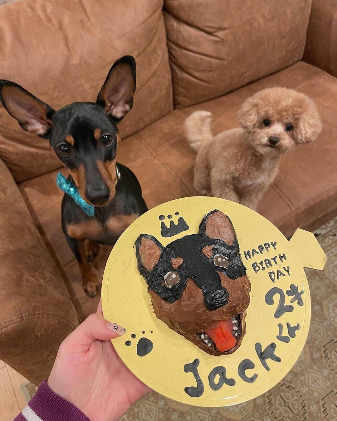 Julia Castroさんのインスタグラム写真 - (Julia CastroInstagram)「Happy 2nd Birthday!!!🐶🖤  本日、3/15でジャックが2歳になりました〜！　 ジャックくんおめでとう👏🏻♡ 私としては、とりあえずあっという間すぎて、嬉しいのか寂しいのかよく分からない心情です😭 でも心からおめでとうを言いたい❤️  オモチャが大好きで、ご飯が大好きで、日向ぼっこが大好きで、ドッグランが大好きで、寝ることが大好きなジャックの事が大大大好きだよ！ これからもノエルと3人で仲良く幸せに過ごしていこうね🐶🐶♡ . #happybirthday  #jackくん #noelandjack #minipin  #miniturepinscher  #mybaby  #loveyou #誕生日 #ミニピン」3月15日 22時07分 - julia.c.0209