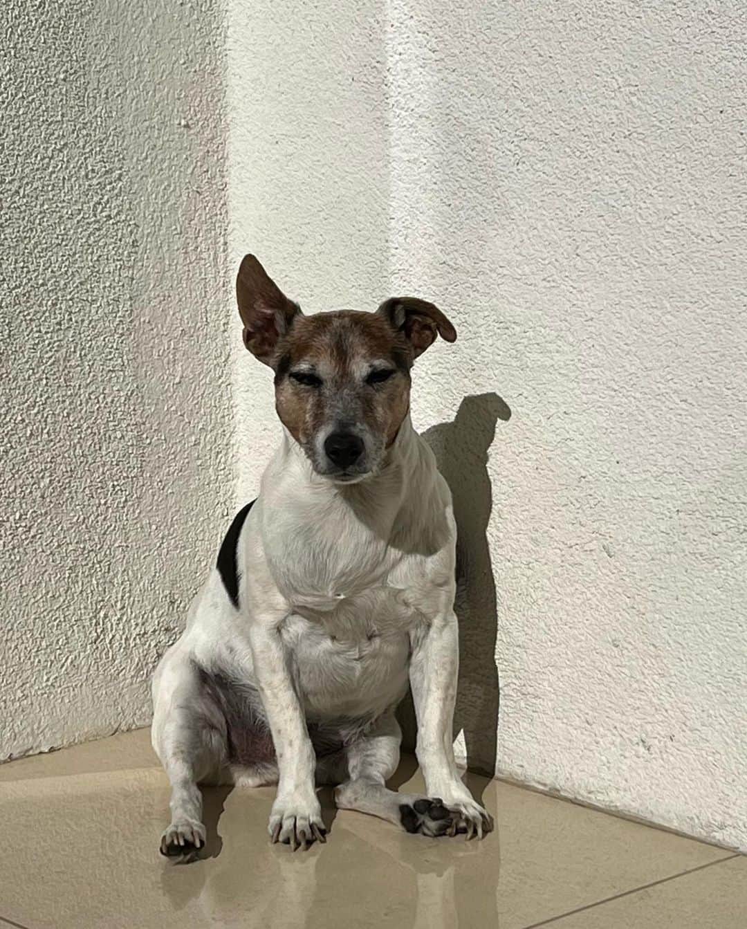 ジョン・バロウマンさんのインスタグラム写真 - (ジョン・バロウマンInstagram)「Just a Dog enjoying the morning sun on the porch. Woof Jack.  . . #palmsprings #home #sunshine #dog #life #porch #lgbtqia #lgbtq  #sit」3月16日 7時05分 - johnscotbarrowman