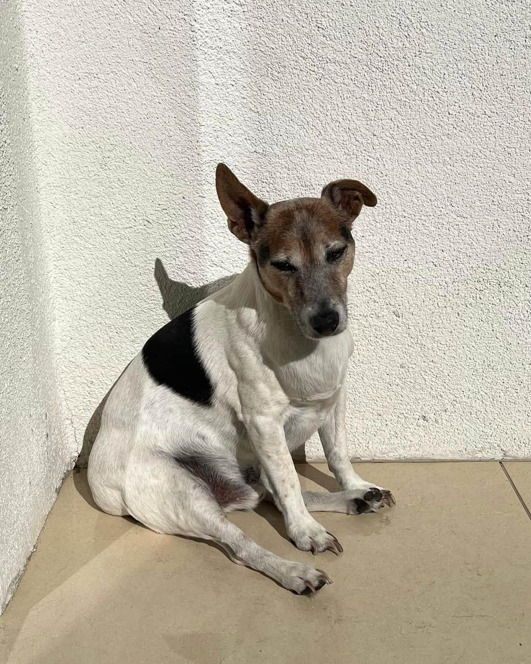 ジョン・バロウマンさんのインスタグラム写真 - (ジョン・バロウマンInstagram)「Just a Dog enjoying the morning sun on the porch. Woof Jack.  . . #palmsprings #home #sunshine #dog #life #porch #lgbtqia #lgbtq  #sit」3月16日 7時05分 - johnscotbarrowman