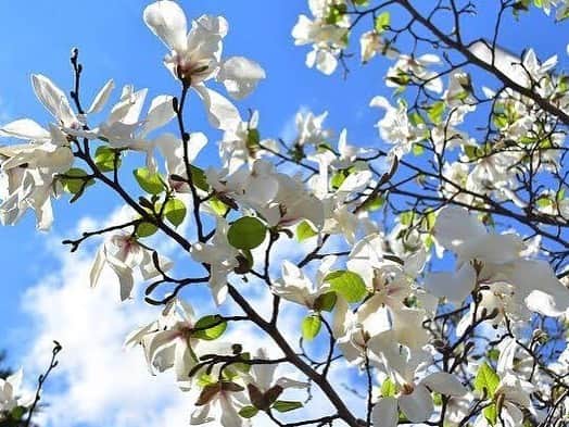 倉地美晴さんのインスタグラム写真 - (倉地美晴Instagram)「・ つい先日まで蕾だったマグノリアがいっきに咲き始めた。 見た目も香りも美しいな。  #花 #マグノリア #コブシ #木蓮 #モクレン #モクレンの花 #春 #春の花 #magnolia #spring」3月16日 9時41分 - miharu_kurachi
