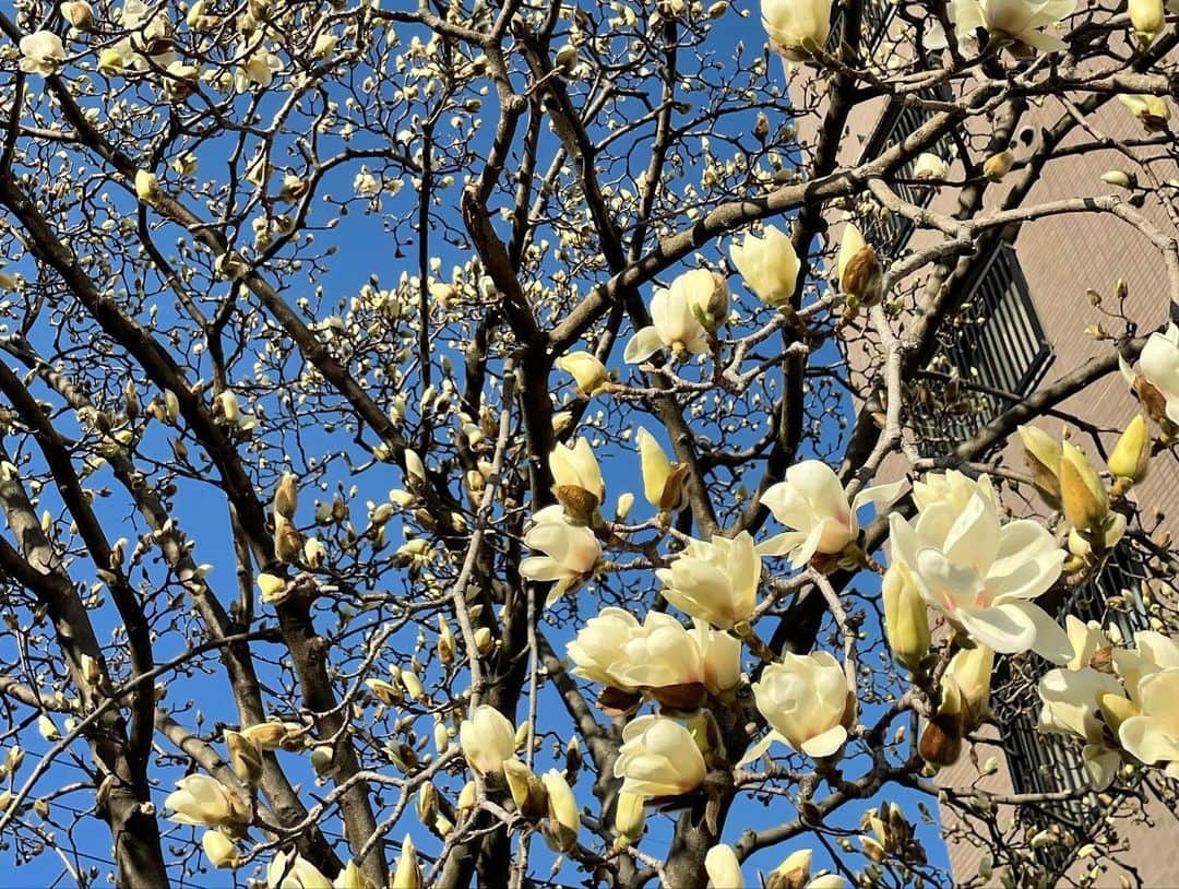 倉地美晴さんのインスタグラム写真 - (倉地美晴Instagram)「・ つい先日まで蕾だったマグノリアがいっきに咲き始めた。 見た目も香りも美しいな。  #花 #マグノリア #コブシ #木蓮 #モクレン #モクレンの花 #春 #春の花 #magnolia #spring」3月16日 9時41分 - miharu_kurachi