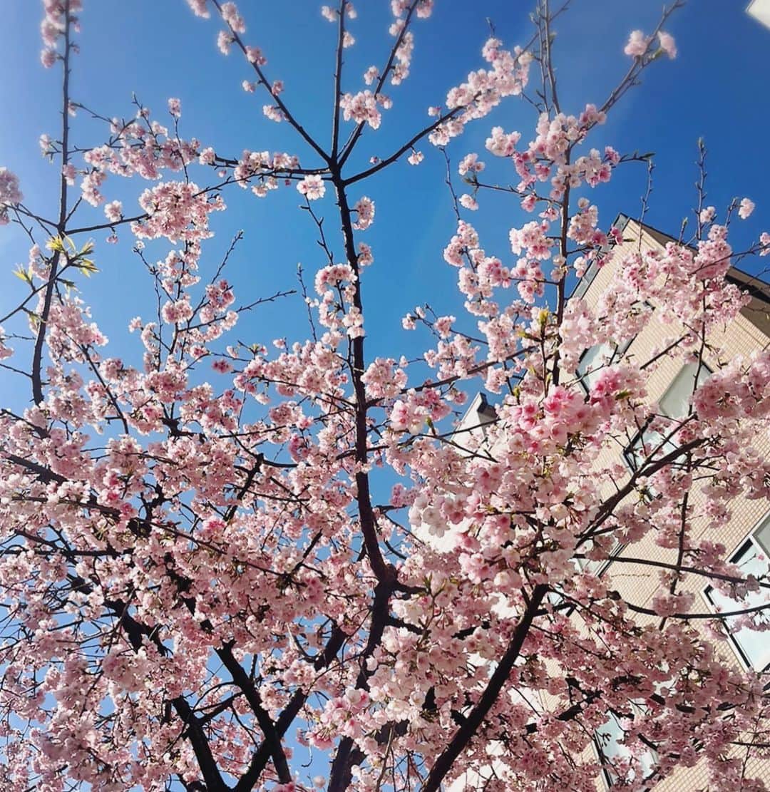 安めぐみさんのインスタグラム写真 - (安めぐみInstagram)「今日もぽっかぽかでしたね🌸  駅の近くで綺麗な桜が✨  #ぽかぽか #桜 #暖かいと嬉しい #花粉もすごい」3月16日 16時57分 - yasu_megumi_official