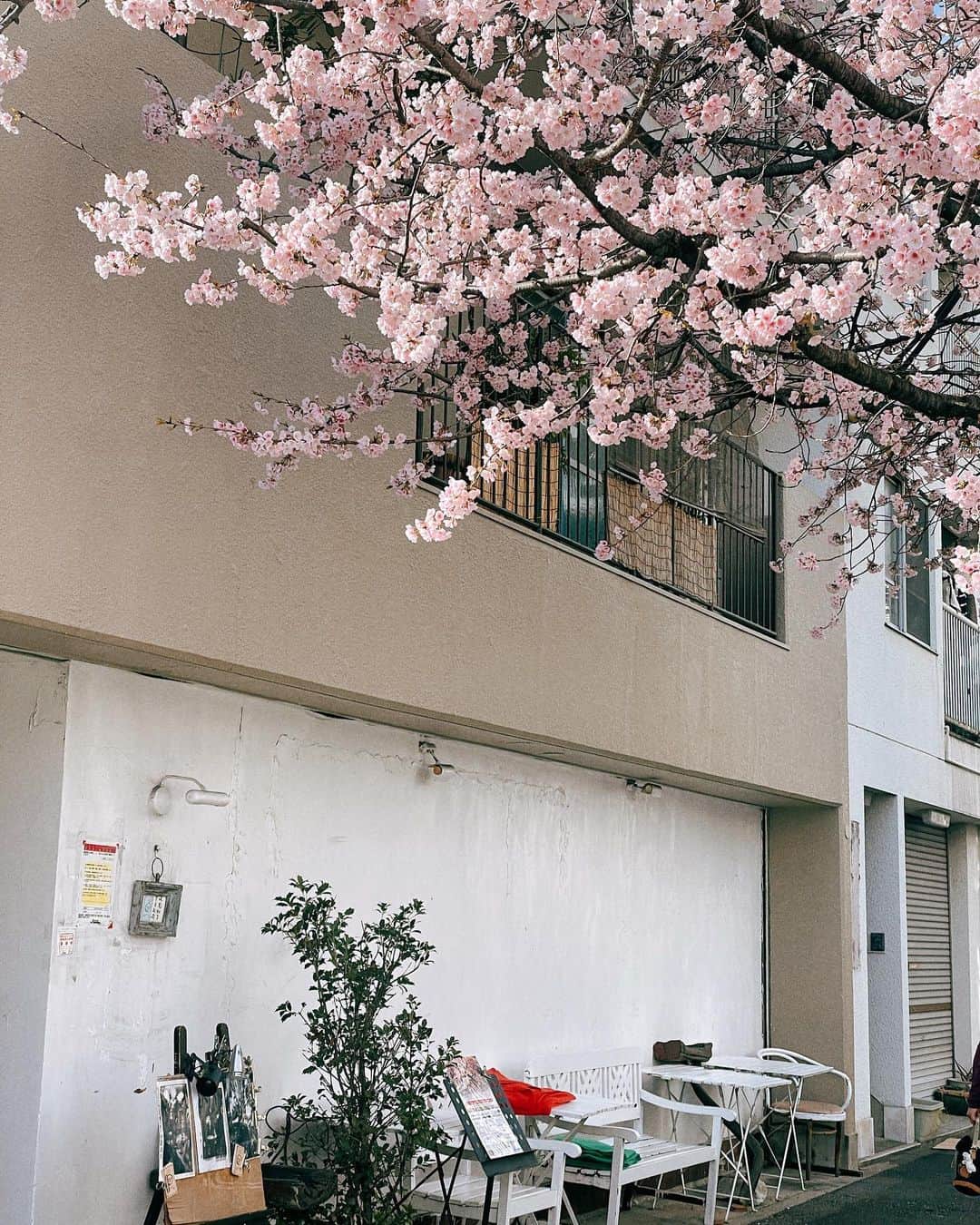 古川貴絵さんのインスタグラム写真 - (古川貴絵Instagram)「・ 桜きれいだったな〜🌸 @unju_official の新作ワンピ背中空きなの、かわいい〜😳 発売まで少しお待ちを💕  #unju #アンジュ」3月16日 21時23分 - _kiegram