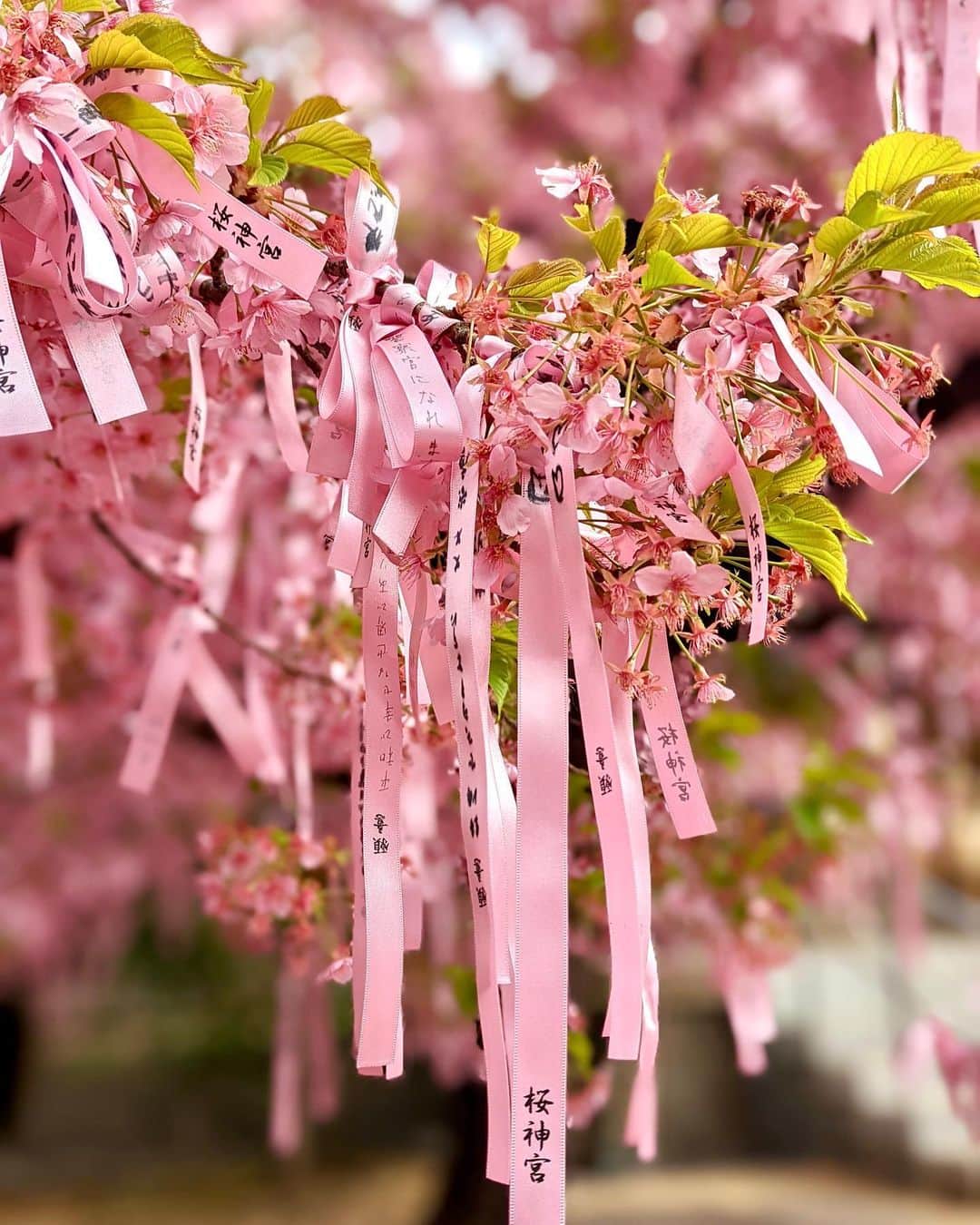 石井里奈さんのインスタグラム写真 - (石井里奈Instagram)「こんにちは🌸 . 昨夜は地震すごかったですね🥲 みなさん大丈夫でしたか？✨ 私は家で寝ていたのですが、すごく揺れてたので少し怖かったです🥺 . そんな昨日の朝はお仕事前に桜を見に🌸桜新町の桜神宮へいってきました！少し葉桜になってましたが @celly_cecilia が1枚目を満開の桜に加工してくれました💕👏 . とっても綺麗に咲いてて早起きして観に行ってよかったです❤️ （早朝でも人気で結構人いました） . ソメイヨシノも楽しみだな〜🌸 . cardigan... @mystrada_official  dress... @n_with_official  bag... @metrocity.japan  また全身コーデ後日載せます！ . 今日も頑張っていきましょう🌸 . #りなまるコーデ #コーデ #コーディネート #春コーデ #春服コーデ #春ファッション #春服 #桜 #お花見 #桜神宮 #さくら #sakura #pink #cherryblossom #花見 #お花見コーデ #お花見デート #桜新町 #河津桜 #pinkpinkpink #桜並木 #開花宣言 #えんむすび #縁結び #さくら #桜ピンク #ピンクコーデ #朝活 #卒業式 #卒園式 #卒業」3月17日 12時05分 - ri7tin1025