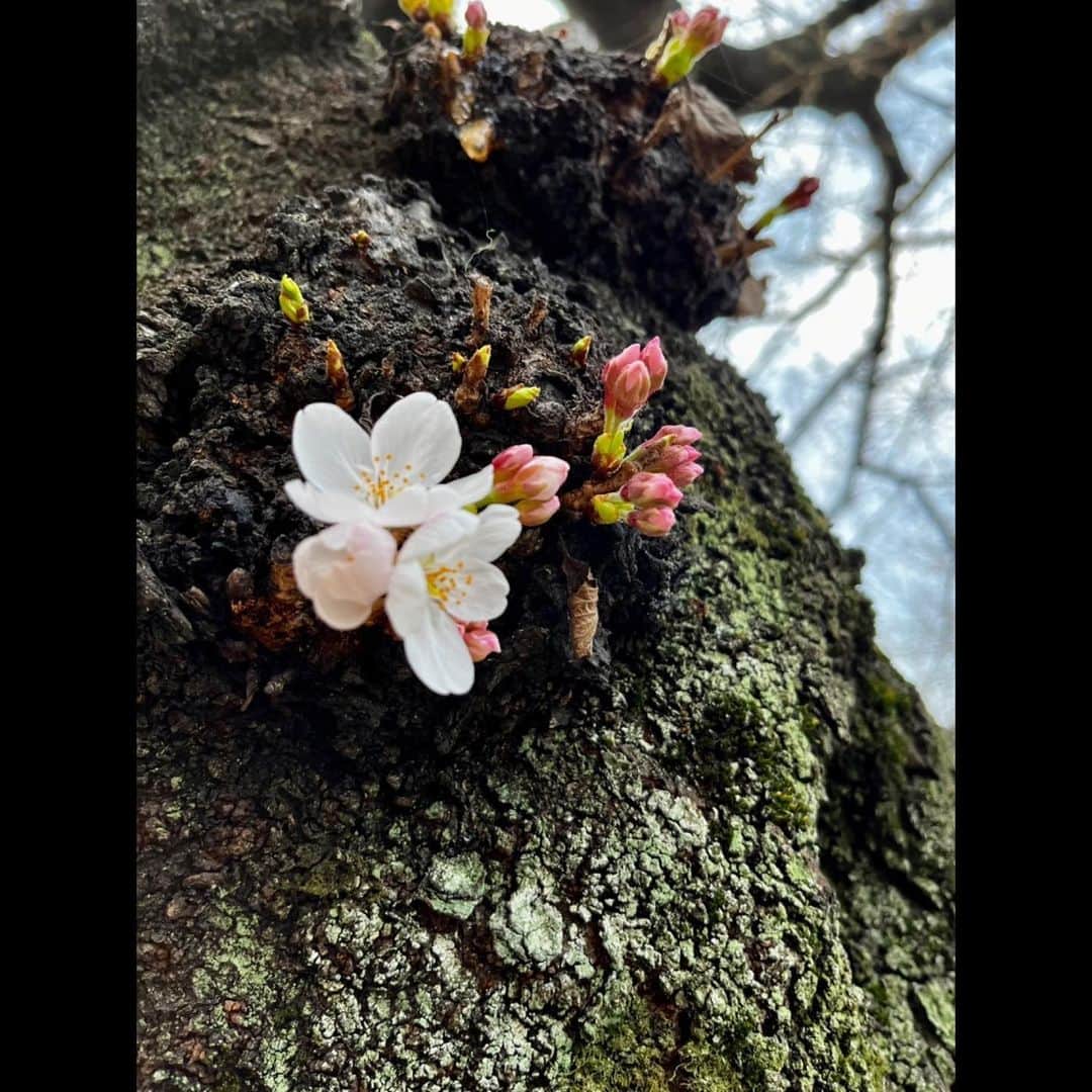 木村拓哉さんのインスタグラム写真 - (木村拓哉Instagram)「⁡ ⁡ ⁡ 「昨夜の地震、皆さん大丈夫でしたか？ 今日は、T shirtだけで十分な暖かさです。 こんなに暖かいと桜も反応しますよね…。」 ⁡ PEACE‼︎ ⁡ STAYSAFE‼︎ ⁡ 拓哉 #木村拓哉#TakuyaKimura」3月17日 13時42分 - takuya.kimura_tak