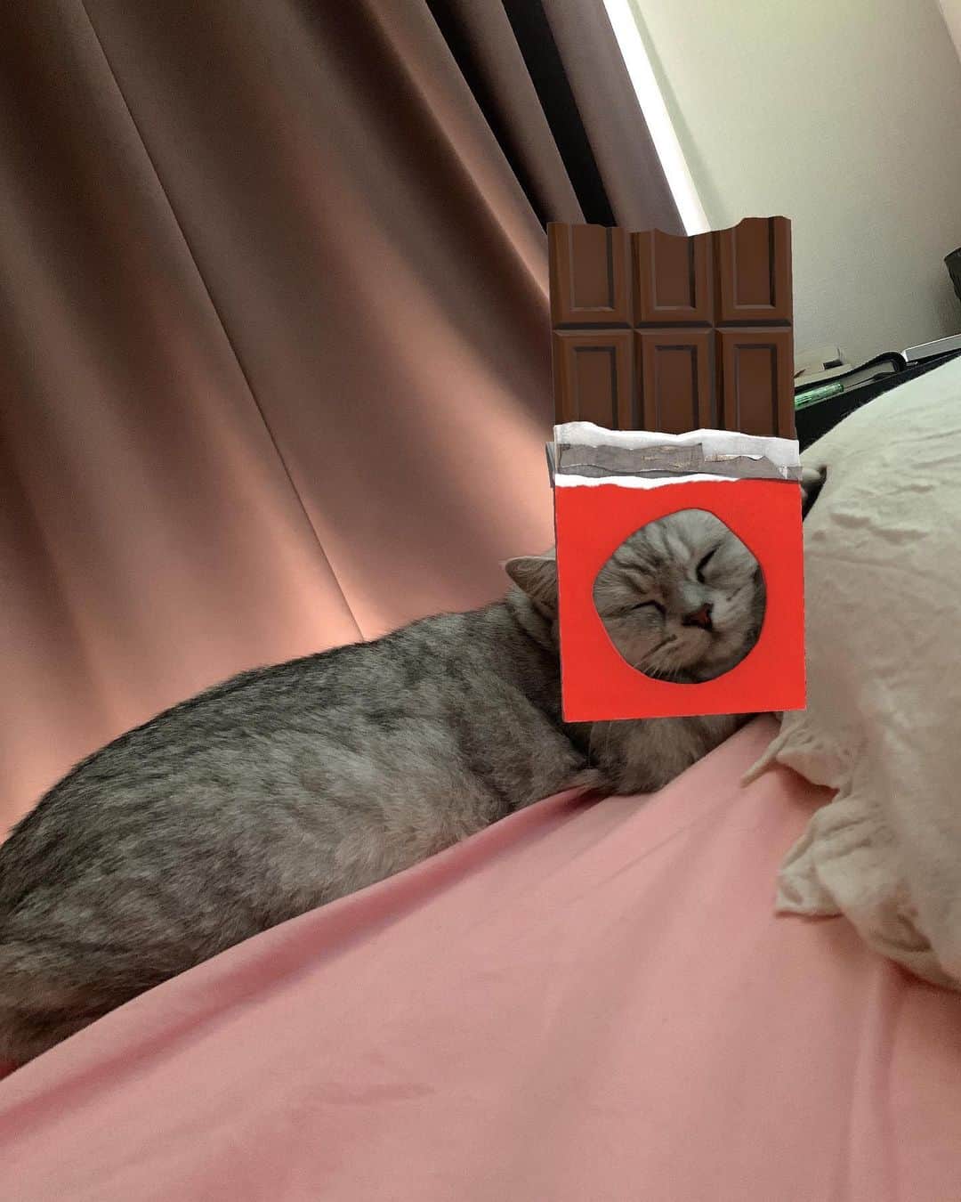 あやみ旬果さんのインスタグラム写真 - (あやみ旬果Instagram)「寝てるラテ様でお遊び📸  #snow #猫のいる暮らし #🐈 #猫フィルター」3月17日 13時53分 - ayami_syunnka0815