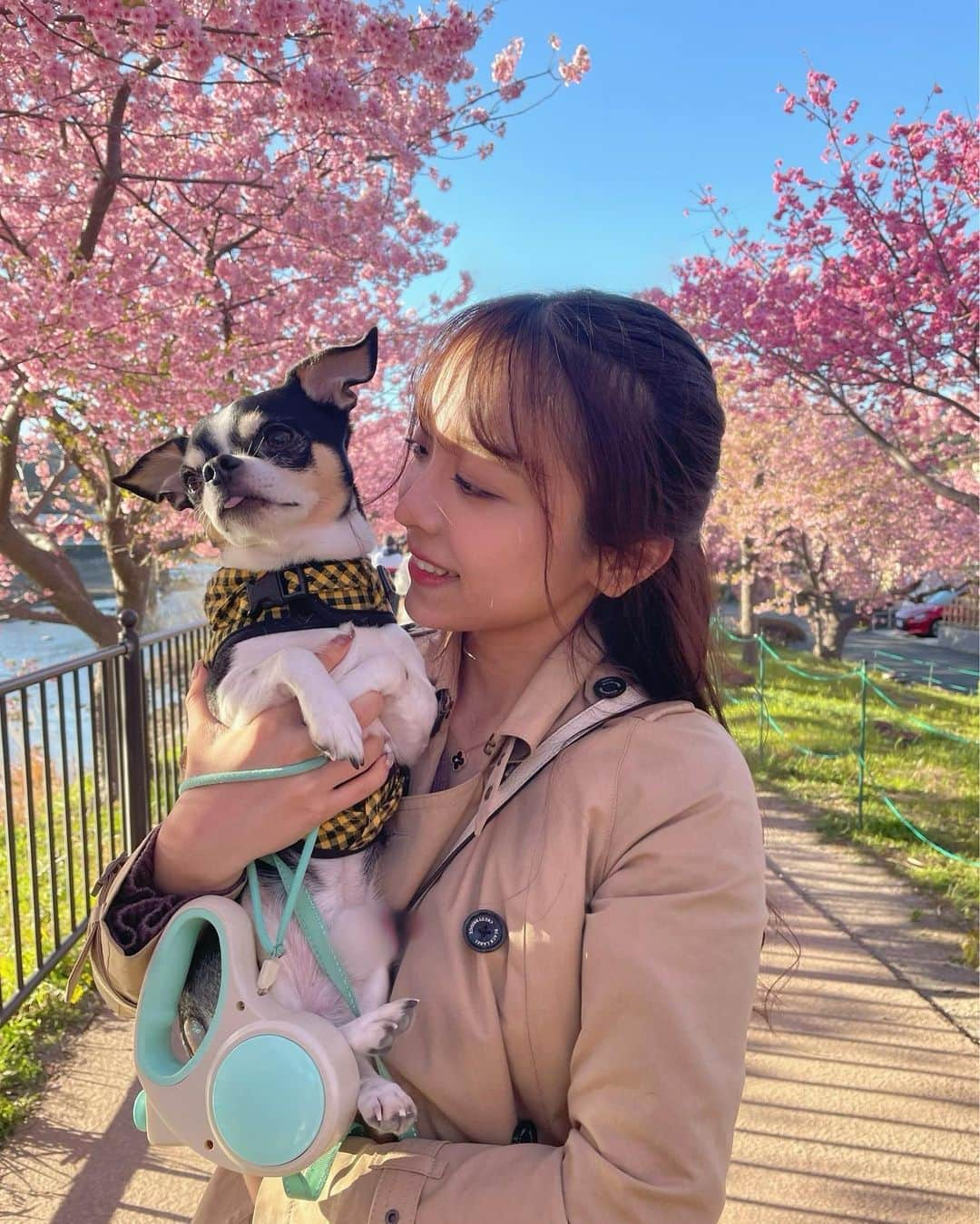 勝又彩央里さんのインスタグラム写真 - (勝又彩央里Instagram)「今年も河津桜を見に行きました🌸 春らしくなってきましたね🦩🐇  #春 #河津桜 #河津桜まつり #桜 #ピンク #トレンチコート #愛犬 #愛犬との暮らし #チワワ #セントフォース #セントフォースsprout #tflers #ootd #コーデ #今日のコーデ #大学生 #spring #sakura #cherryblossom」3月17日 22時02分 - saorinoel