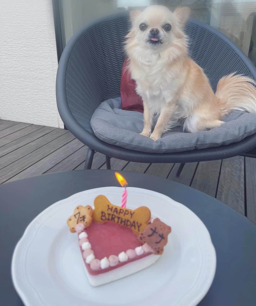 本田朋子さんのインスタグラム写真 - (本田朋子Instagram)「先日、ナナさんが７歳の誕生日を迎えました！ ケーキとぬいぐるみのプレゼントを♡ これからも沢山食べて、元気いっぱい遊ぼうね！  #チワワ #７歳 #いぬすたぐらむ  #犬用ケーキ #３歳 #男の子ママ  #本田朋子のweekly献立  #amazon #楽天 #全国の書店で発売中」3月17日 23時04分 - tomoko_honda_official_phonics