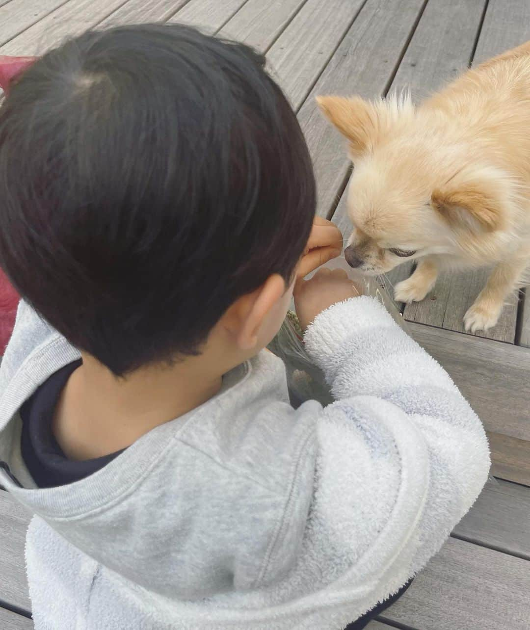 本田朋子さんのインスタグラム写真 - (本田朋子Instagram)「先日、ナナさんが７歳の誕生日を迎えました！ ケーキとぬいぐるみのプレゼントを♡ これからも沢山食べて、元気いっぱい遊ぼうね！  #チワワ #７歳 #いぬすたぐらむ  #犬用ケーキ #３歳 #男の子ママ  #本田朋子のweekly献立  #amazon #楽天 #全国の書店で発売中」3月17日 23時04分 - tomoko_honda_official_phonics