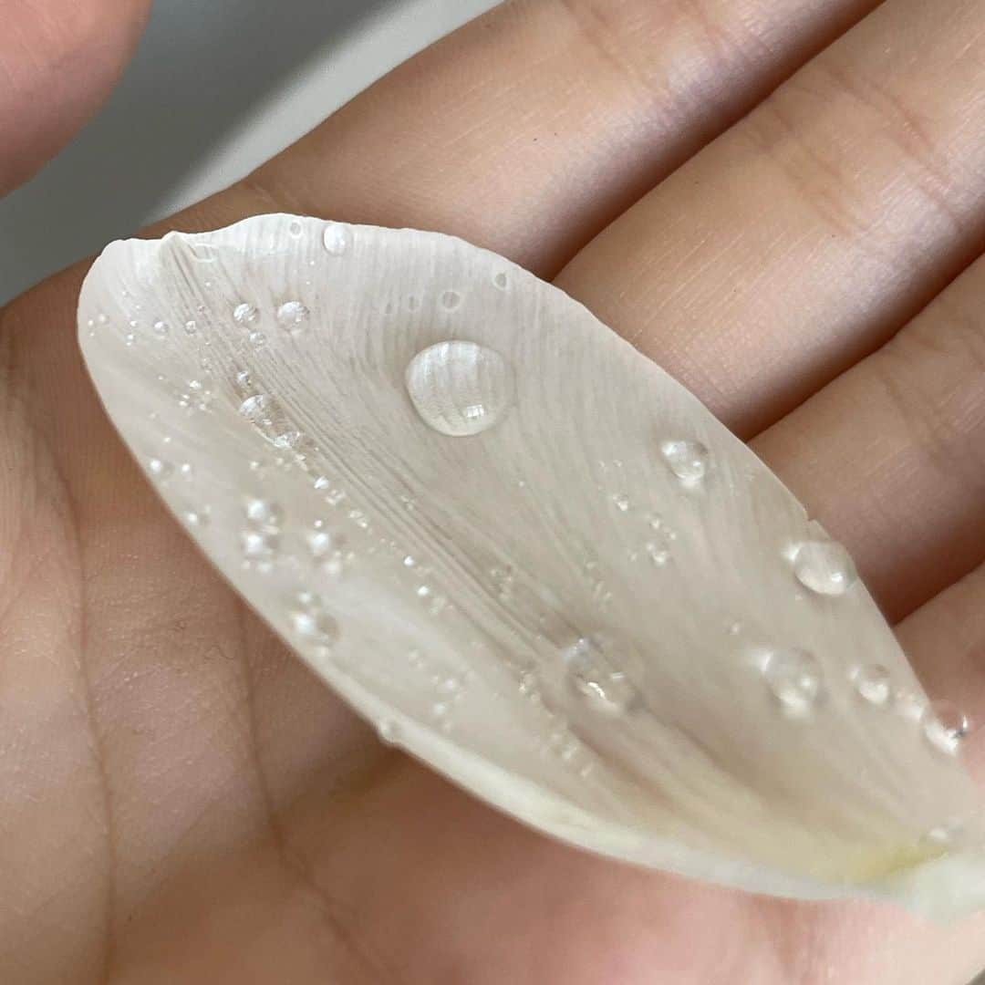 アンジェリーナ・ダニロヴァさんのインスタグラム写真 - (アンジェリーナ・ダニロヴァInstagram)「white petal series.💧」3月18日 1時29分 - angelinadanilova