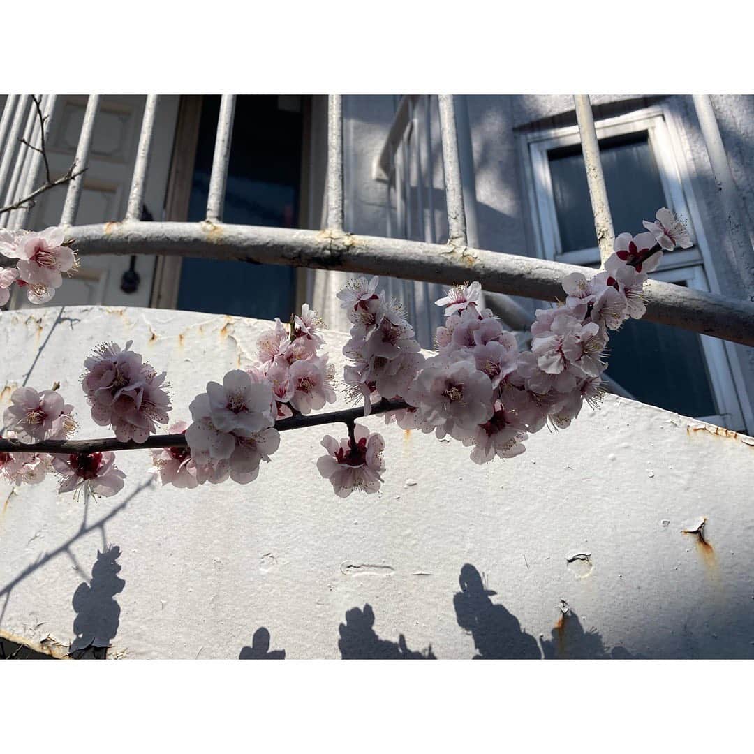 石橋静河さんのインスタグラム写真 - (石橋静河Instagram)「春」3月18日 19時39分 - shizuka_isbs