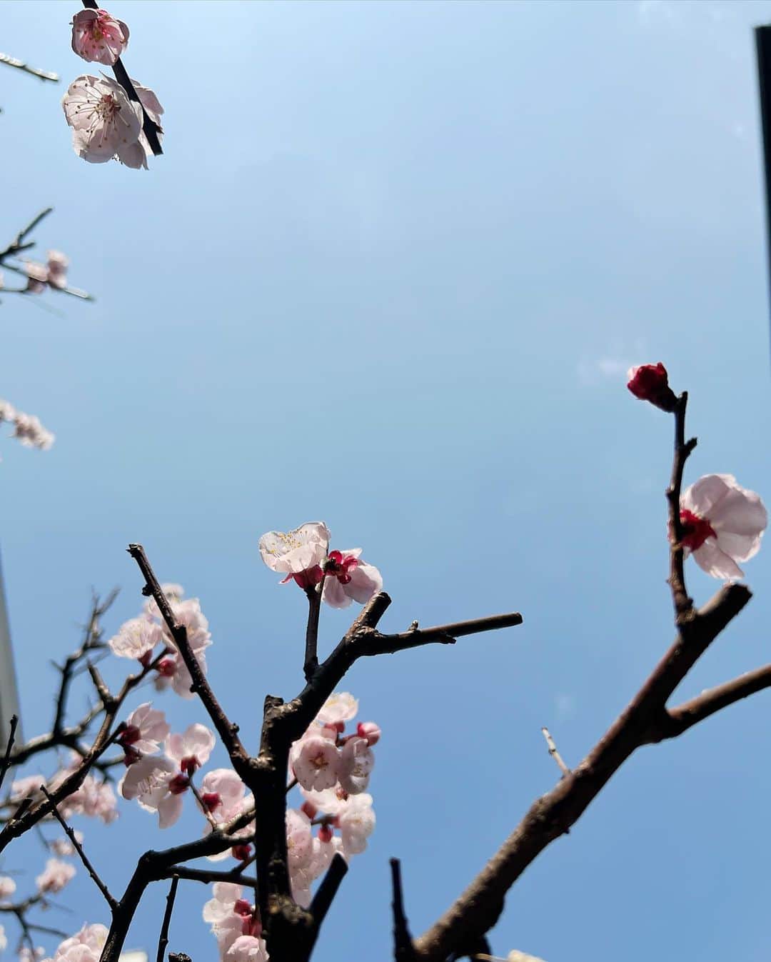 小越しほみさんのインスタグラム写真 - (小越しほみInstagram)「ミモザ🌝 ・ 蔵前神社は敷地小さめなのと人が多めで 長居できる感じではなかったけど 色んなお花咲いてて綺麗だった🌸 ・ 桜もミモザも一眼レフで えもい撮影したいなぁ📸 ・ この日は春っぽさ意識して 明るめカラーでコーデしたよ🕊 ・ トップスとスカートは @duras_official  袖とスカート歩くとひらひらして可愛いの😌 ・ ・ ・ ・ ・ ・ ・ #蔵前神社 #duras #duras_style #蔵前 #神社 #ミモザ #ミモザの木 #桜 #梅 #椿 #春の花 #春コーデ #春服コーデ #春服 #cherryblossom #mimosa」3月19日 12時25分 - shihomi1129