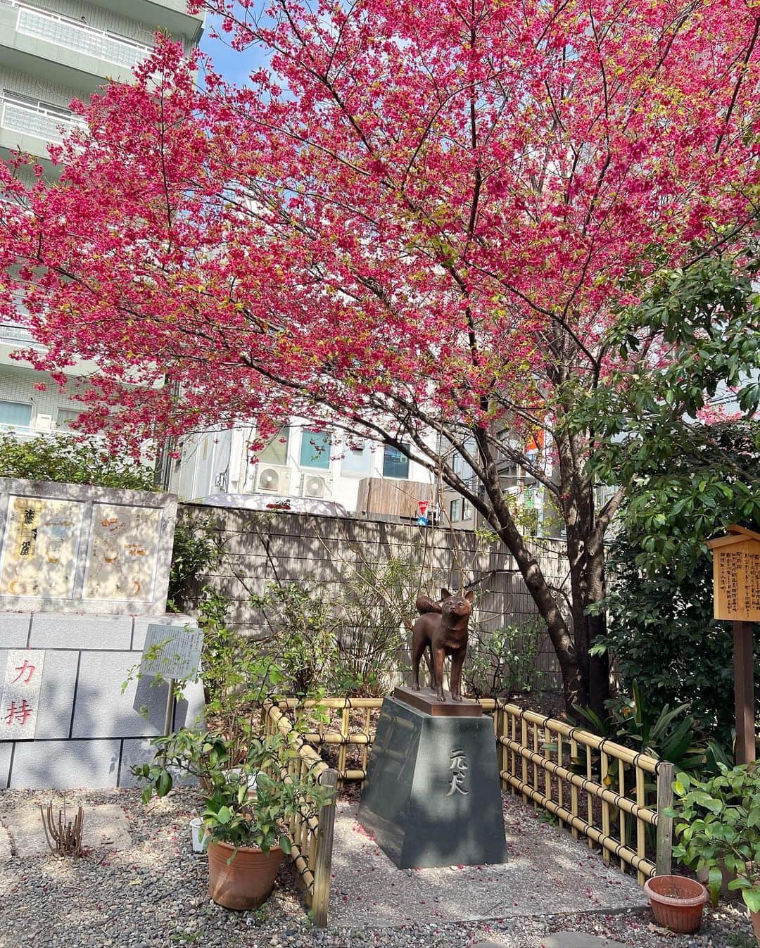 小越しほみさんのインスタグラム写真 - (小越しほみInstagram)「ミモザ🌝 ・ 蔵前神社は敷地小さめなのと人が多めで 長居できる感じではなかったけど 色んなお花咲いてて綺麗だった🌸 ・ 桜もミモザも一眼レフで えもい撮影したいなぁ📸 ・ この日は春っぽさ意識して 明るめカラーでコーデしたよ🕊 ・ トップスとスカートは @duras_official  袖とスカート歩くとひらひらして可愛いの😌 ・ ・ ・ ・ ・ ・ ・ #蔵前神社 #duras #duras_style #蔵前 #神社 #ミモザ #ミモザの木 #桜 #梅 #椿 #春の花 #春コーデ #春服コーデ #春服 #cherryblossom #mimosa」3月19日 12時25分 - shihomi1129