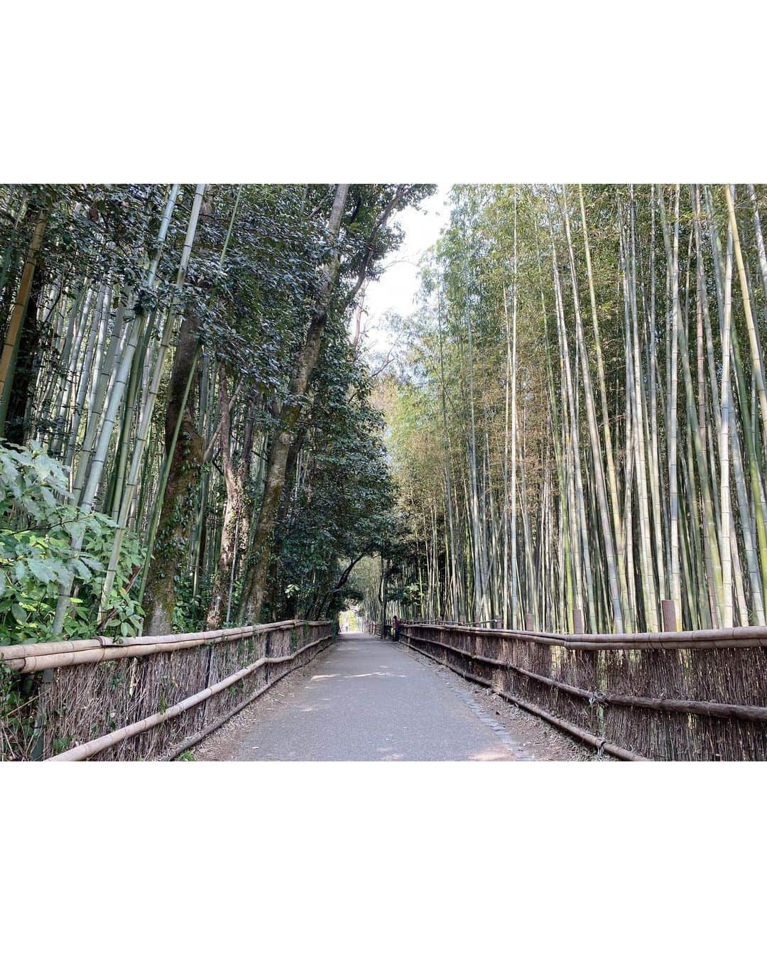 ナタリア聖奈さんのインスタグラム写真 - (ナタリア聖奈Instagram)「・ 人生初の一人旅はコナン聖地巡り！！👓👔  Cap： @sheinofficial  Tops： @sheinofficial  Bottom： @sheinofficial   スーツケースはLUNALUXです💭  #京都 #京都観光 #嵐山 #嵐山竹林」3月19日 18時30分 - _natamilk_