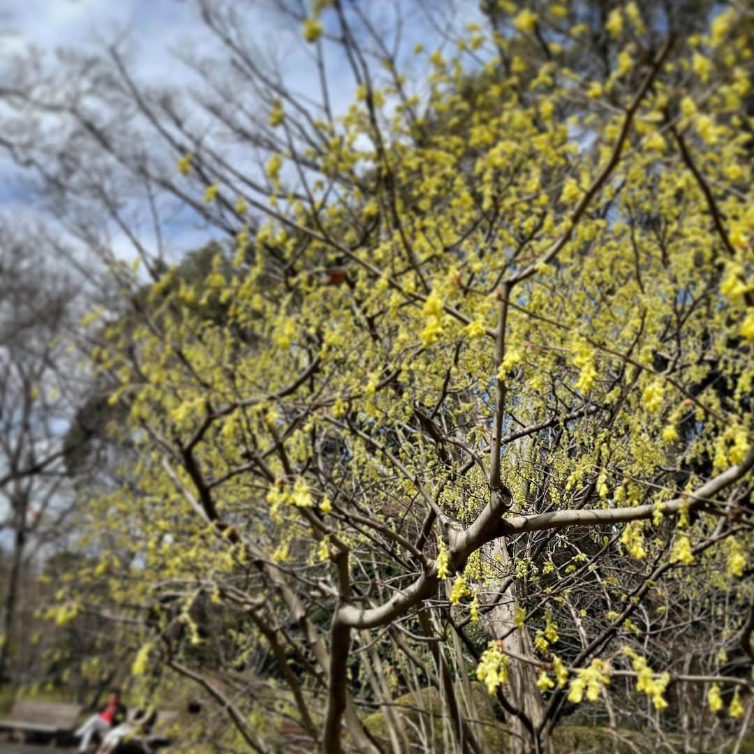 行正り香さんのインスタグラム写真 - (行正り香Instagram)「沢山のお花が咲く東御苑に散歩に来ました。みんな可愛いわあ。#行正り香 #rikayukimasa #東御苑」3月20日 11時53分 - rikayukimasa