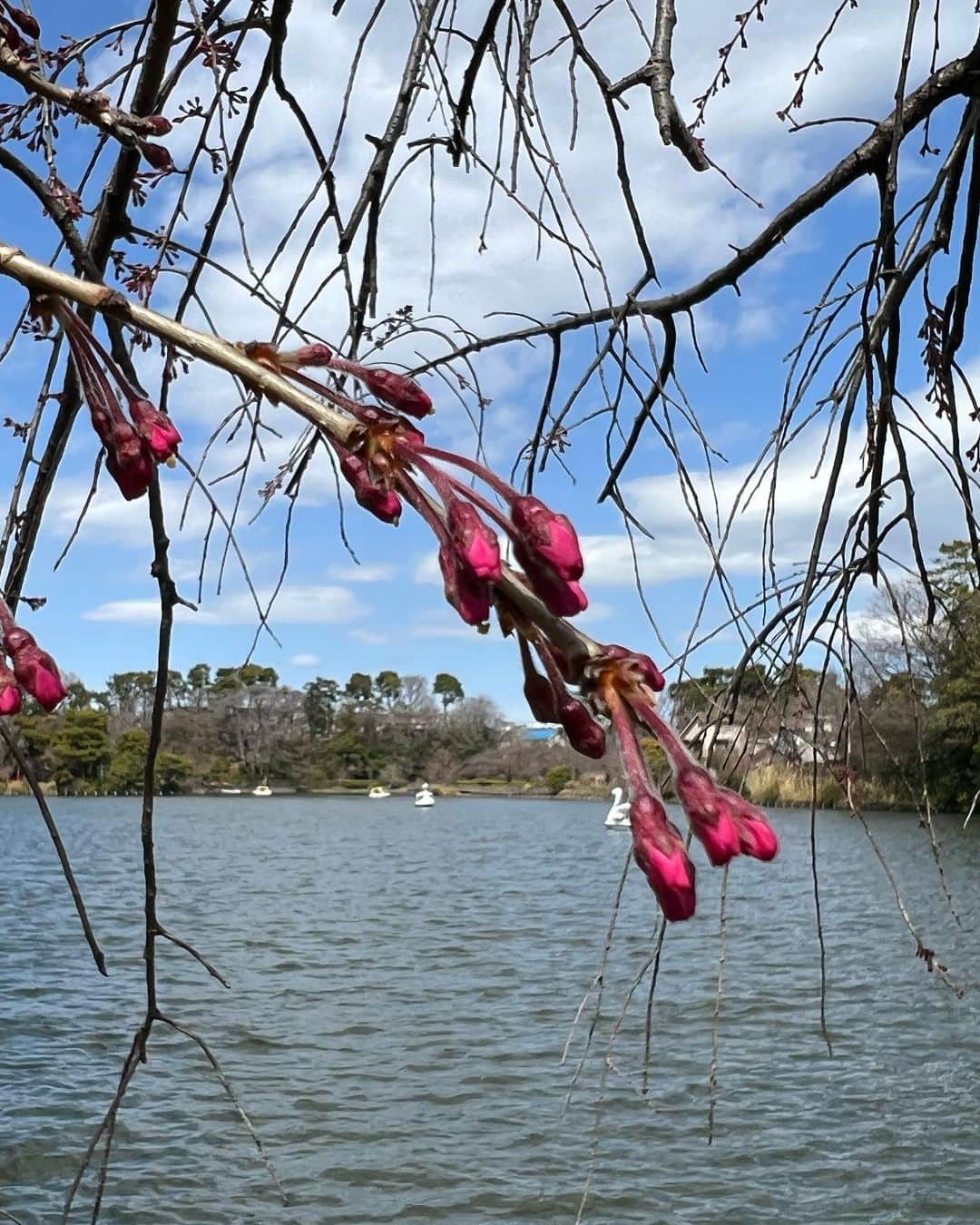 高橋ひとみさんのインスタグラム写真 - (高橋ひとみInstagram)「今日、東京は桜🌸の開花宣言が出ました。 お散歩コースの桜ももう少しで咲きそうです。」3月20日 18時54分 - hitomi_momoe