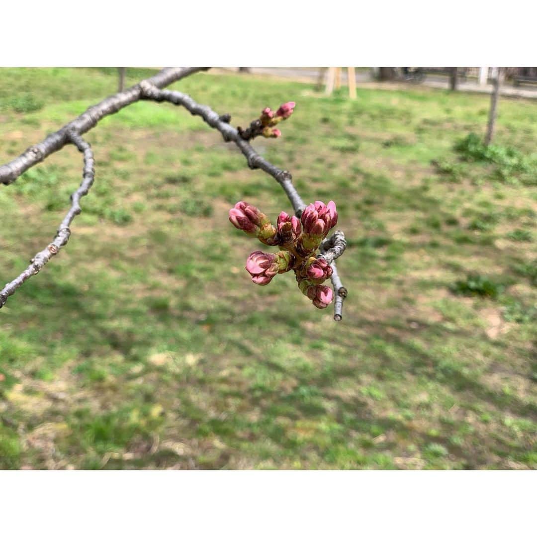 黒木千晶さんのインスタグラム写真 - (黒木千晶Instagram)「. 🌸間もなくですね。 今年もこの季節がやってきました。 そして、外を散歩して、季節の移ろいが感じられる幸せを噛みしめる日々です。」3月20日 18時55分 - kuroki.ytv