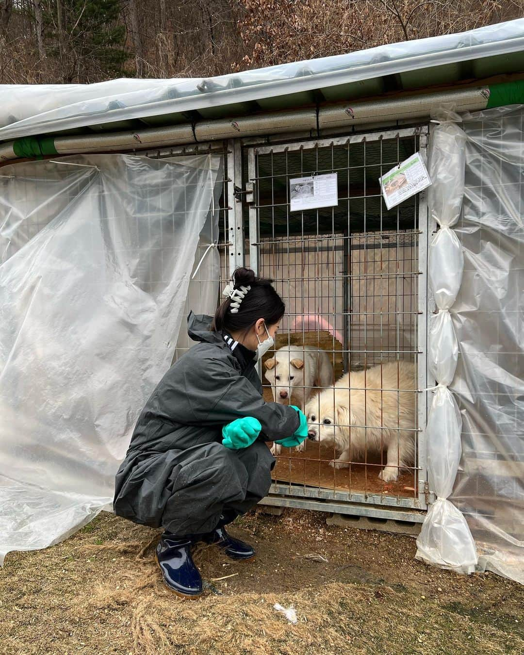 カン・ギョンミンさんのインスタグラム写真 - (カン・ギョンミンInstagram)「자주 오겠다고 했는데..🐶 3년만에 다시 찾아간 #애린원  봉사 하시고 싶다는 분들이 많아서 후기랑 정보 남겨요!  갑자기 애린원 아이들이 생각나서 부릉이 끌고 왕복 3시간 포천까지 다녀왔어요! 아직도 포천애린원에만 400마리 정도의 아이들이 있는 걸 보고 왜 3년만에 왔는지 미안했습니다ㅠ..포천,보은 보호소에 총 1000마리 정도 있다더라구요.! 그래도 3년 전 보다는 시설이 깨끗해지고 아이들 지내는 공간이 넓어진거 같아서 봉사자 분들에게 넘 감사했어요 🥲 그래서 웃으면서 봉사했고 또 한 번 자주 와야지! 하고 다짐했슴니다..!   [ 준비물 ] 이번엔 봉사를 위한 옷, 장갑, 장화까지 동생이랑 완벽하게 준비해서 가니까 더 좋더라구용 (옷, 장갑은 네이버로 검색해서 구매했고 장화는 집 근처 장화시장에서 구매했어요.) 방진복,마스크,점심(물), 여벌 옷 등 챙겨가시는 걸 추천드려요.  [ 점심시간 ] 점심시간에 먹을 도시락도 포장해서 갔고 음식물과 쓰레기는 다 챙겨서 돌아왔어요!  [ 후원이 필요해 보였던 물품 ] 세탁 된 극세사 이불 ( 솜,니트,메트리스 X )  [ 봉사 방법 ] 네이버 카페 '비글구조네트워크(애린원)'에 가입 > 카테고리별 정리된 내용 신청 및 필독 > 봉사 예약 글에 봉사 예약  [ 봉사 시간 ] 9-6시! 특히 오전 시간대에 봉사자분들의 손길이 필요하다고 합니다.  요즘 예약 스케줄 보니까 .. 좀 많이 비어있어서 많이들 봉사 가시면 좋겠네요!🙏🏻  [ 애린원 계정 ] @aerinwon_angel  @aerin_adopt   #봉사 #유기견봉사」3月20日 23時26分 - kkmmmkk