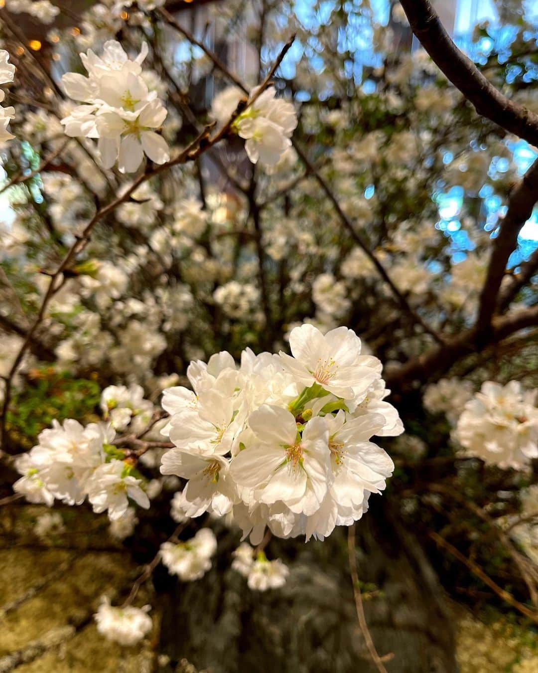 北斗晶さんのインスタグラム写真 - (北斗晶Instagram)「いい季節になってきたね〜  #桜  #春」3月21日 14時55分 - hokutoakira_official