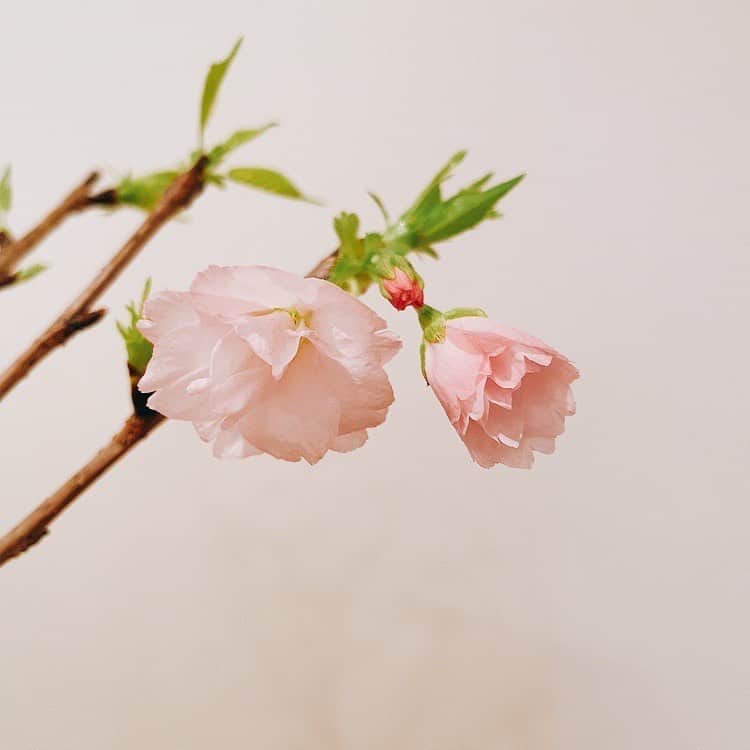 吉岡聖恵さんのインスタグラム写真 - (吉岡聖恵Instagram)「お家の桜も、、❕  「開花発表っ😆‼️」  （阿部リポーターさんの言い方で😃）  一昨日初めて２輪咲いたんだよ🌸  咲きかけも慎ましく、美しい🥰  今は5輪ぐらい咲いているよ🌸❕  葉っぱもグングン成長してます🌱✨  春のお便りでした💌🌝  #SAKURA」3月21日 18時33分 - kiyoe_yoshioka_official