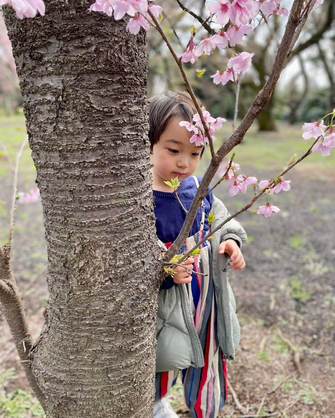 石塚錬さんのインスタグラム写真 - (石塚錬Instagram)「. 👦💬「春がキターーー🌸❗️」 #みんなのオススメの桜スポットはどこですか❓🌸😆 #なんと、、、気づいたら3️⃣0️⃣0️⃣投稿目でした🥳💕💕いつもたくさんのいいね&コメントに元気をもらってます🤲🥺これからも少しずつ成長するボクを見せられるよう頑張ります🎬📺😆🎊 . 👦💬「Spring has come🌸❗️」 ＃Where are your recommended cherry blossom spots❓🌸😆 #This is the 300th post. I'm always inspired by a lot of likes and comments. I will continue to do my best to show you how I will grow little by little🎬📺😆🎊 . #桜 #さくら #春 #お花見 #新宿御苑 #300 #笑顔 #ありがとう #感謝 #Cherryblossoms #spring #thankyou #threehundred #smile #벚꽃　#봄　#감사합니다 #ดอกซากุระ #ฤดูใบไม้ผลิ #Bunga sakura #樱花 #石塚錬 #成長日記 #ishizukaren #renishizuka #이시즈카렌」3月21日 19時00分 - ishizuka_ren