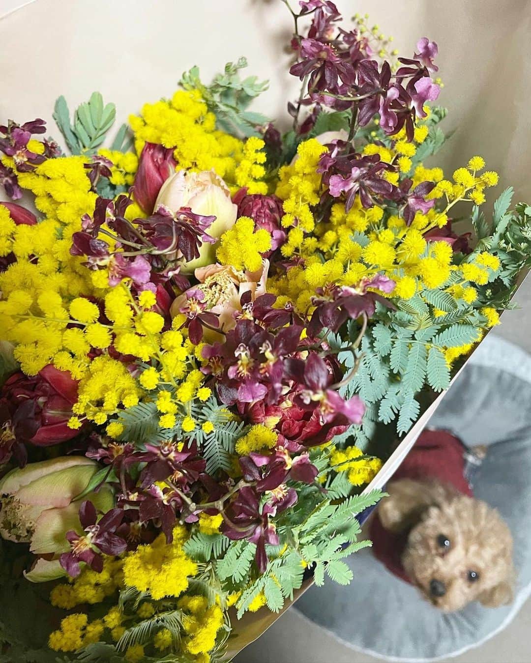 西口真央さんのインスタグラム写真 - (西口真央Instagram)「たくさんのメッセージありがとうございます。 少しずつお返しさせて下さい☺︎  #ミモザ  可愛らしくて、小ぶりなのに存在感があって、元気をもらえるお花💛 今日も一緒に1日お仕事をして、お世話になった素敵なお2人に頂きました💐👯‍♀️ ミモザandチューリップ🌷」3月22日 0時29分 - maaaaaaaoo_1003