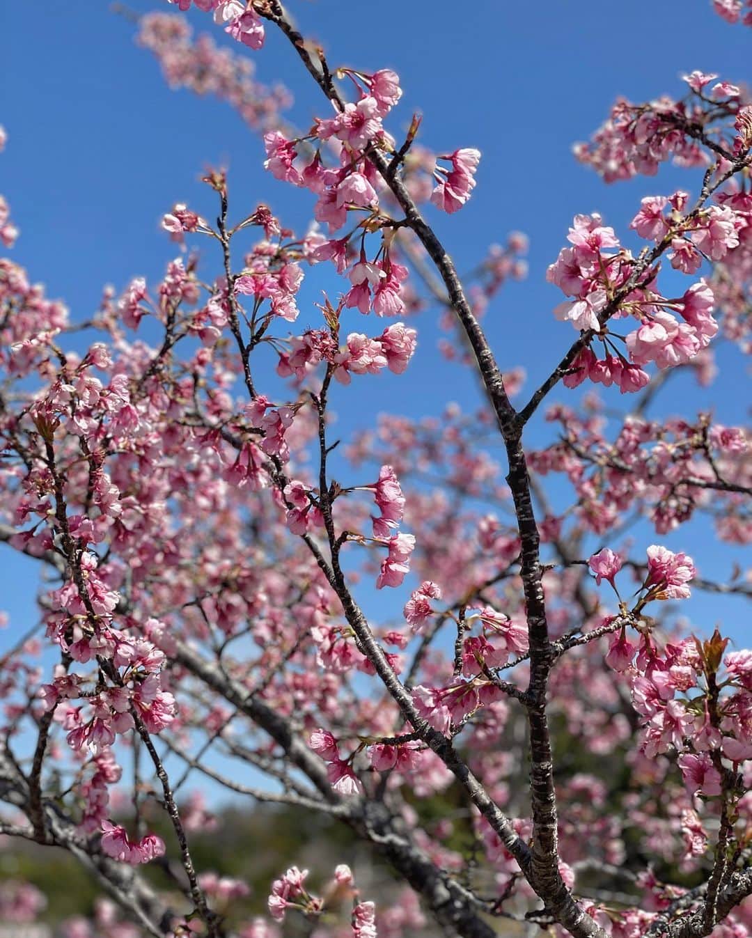 谷亜沙子さんのインスタグラム写真 - (谷亜沙子Instagram)「🌸🍡🌸🐎  早く桜が咲かないかなぁ。 また寒いけど頑張ろう❄️😵  花より団子ですね。。(2枚目)」3月22日 7時40分 - asyakodayo